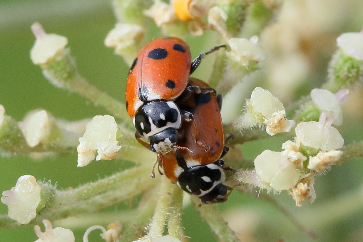 Afficher le média hippodamia_variegata9md hippodamia_variegata9md