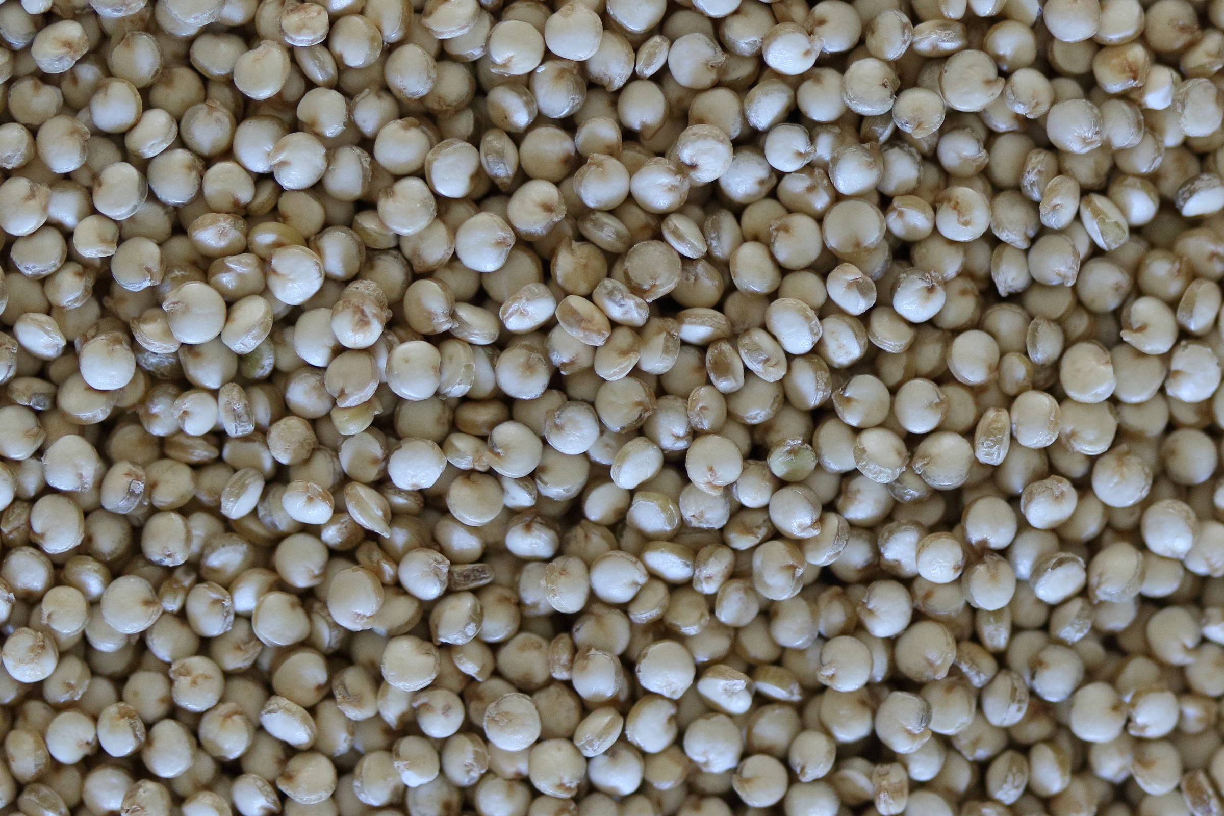 Afficher le média chenopodium_quinoa3md chenopodium_quinoa3md