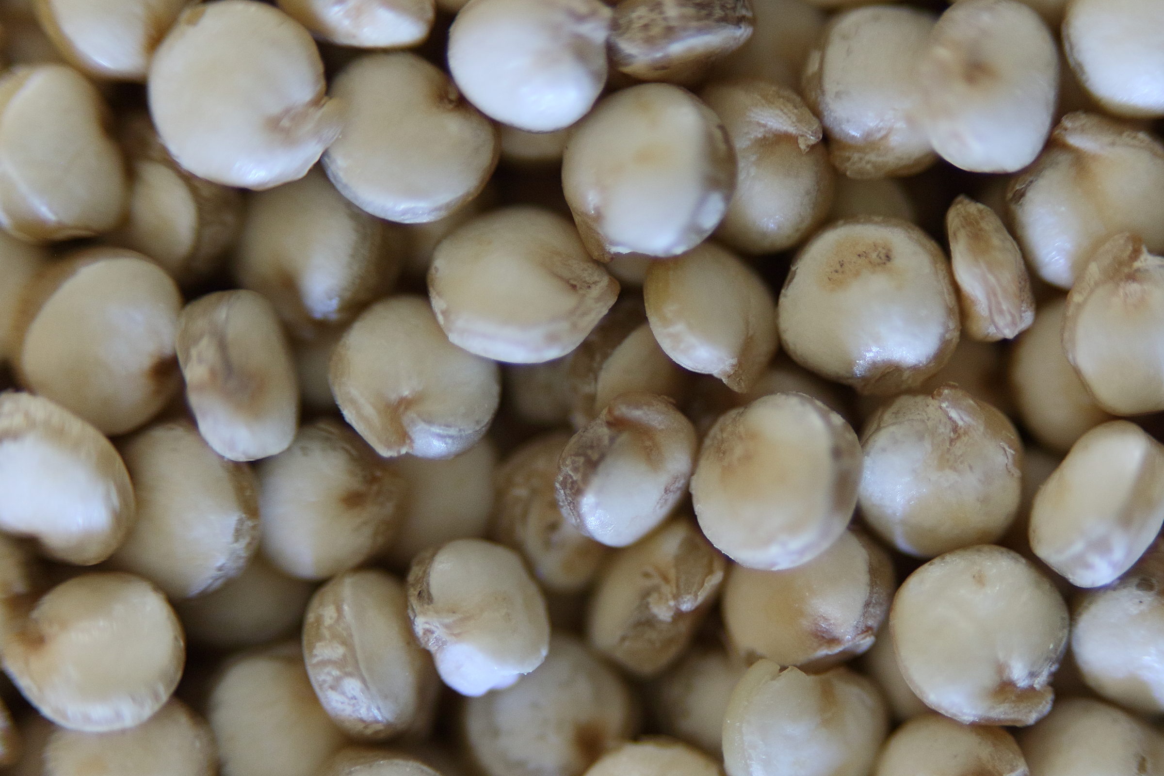 Afficher le média chenopodium_quinoa4md chenopodium_quinoa4md