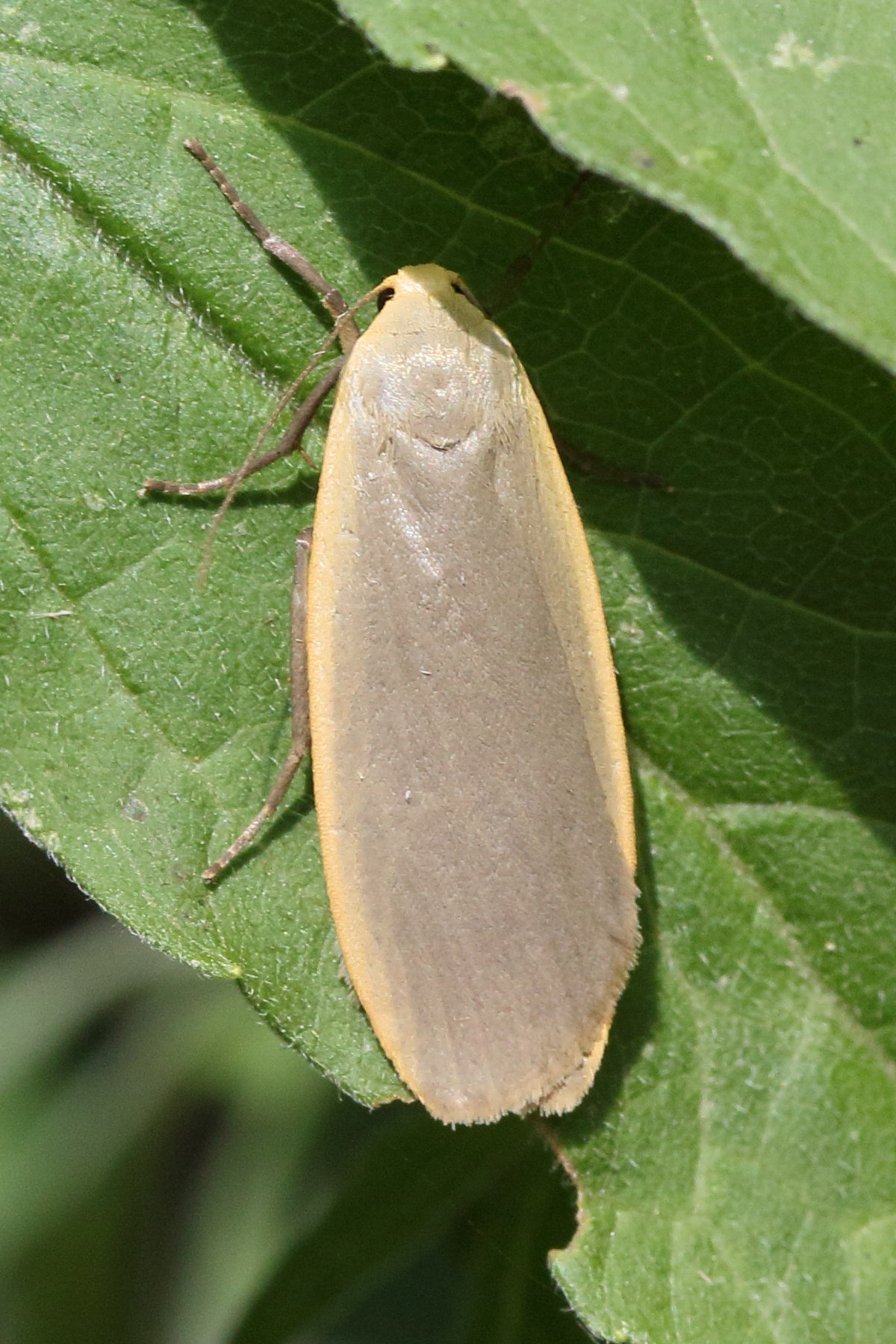 eilema_griseola1mdjpg