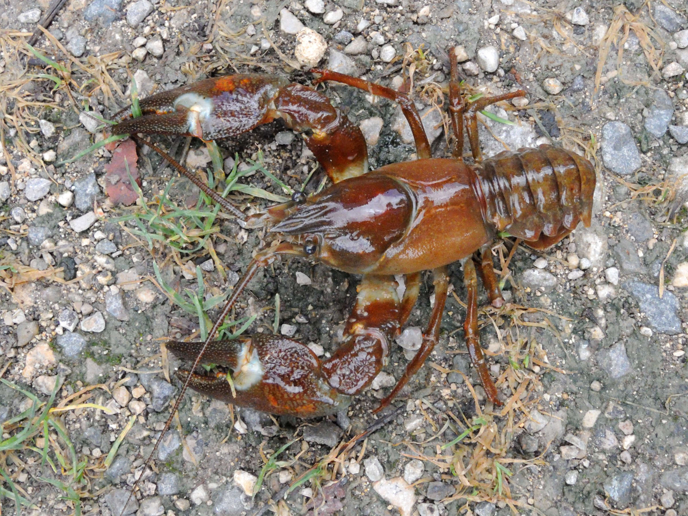 Afficher le média pacifastacus_leniusculus2md pacifastacus_leniusculus2md