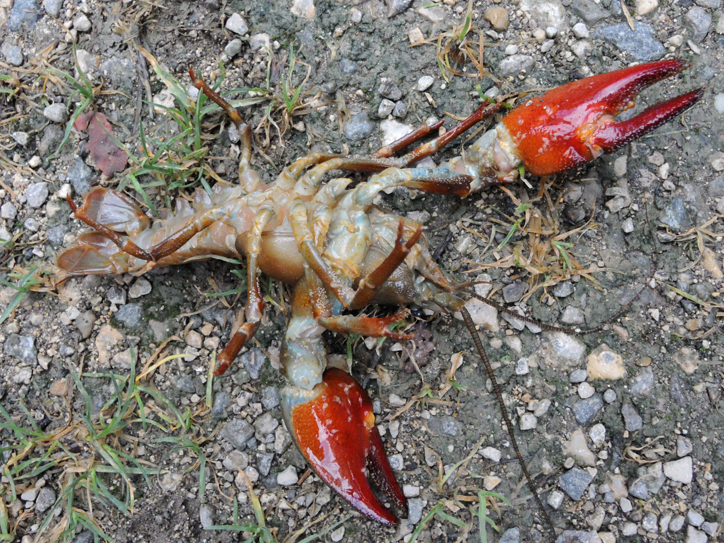 Afficher le média pacifastacus_leniusculus3md pacifastacus_leniusculus3md