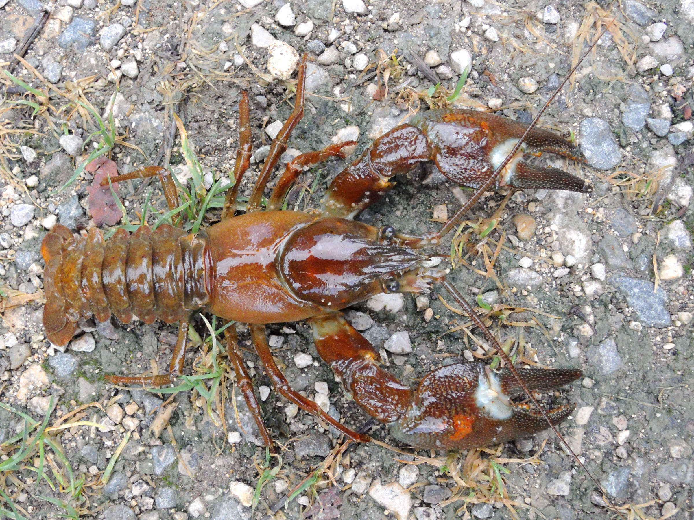 Afficher le média pacifastacus_leniusculus4md pacifastacus_leniusculus4md