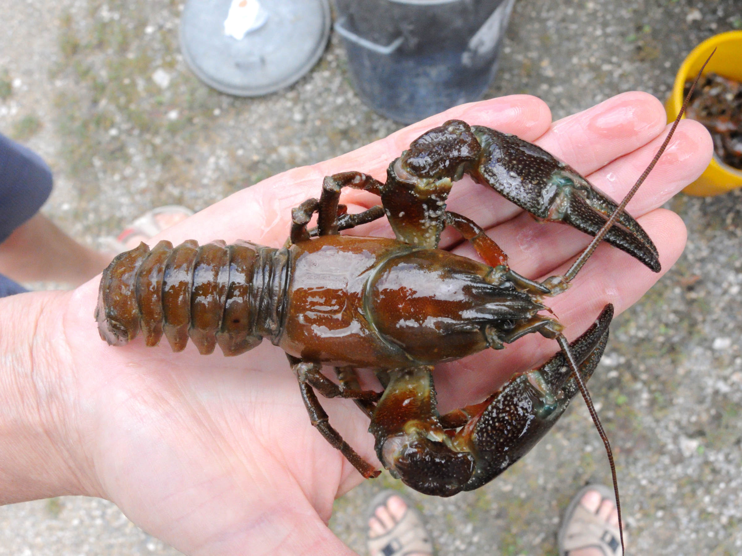 Afficher le média pacifastacus_leniusculus5md pacifastacus_leniusculus5md