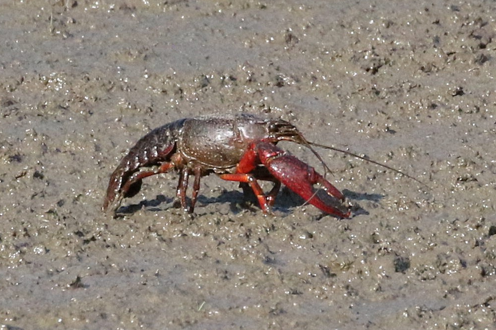 Afficher le média procambarus_clarkii1bd procambarus_clarkii1bd