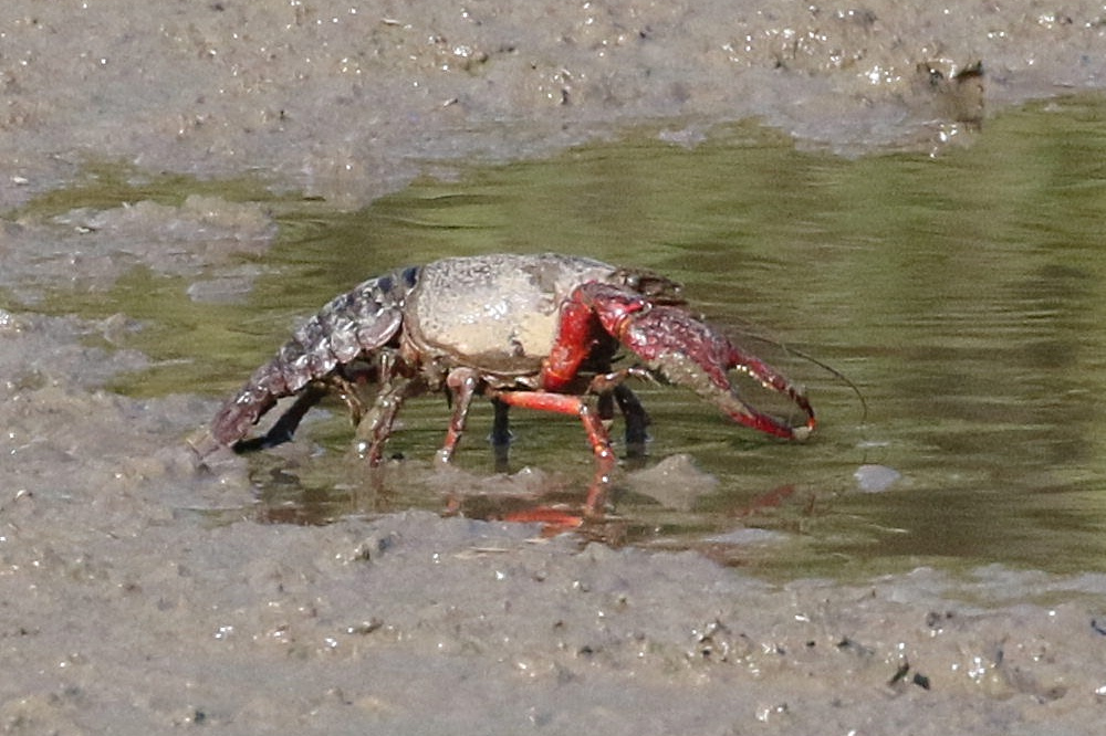Afficher le média procambarus_clarkii2bd procambarus_clarkii2bd