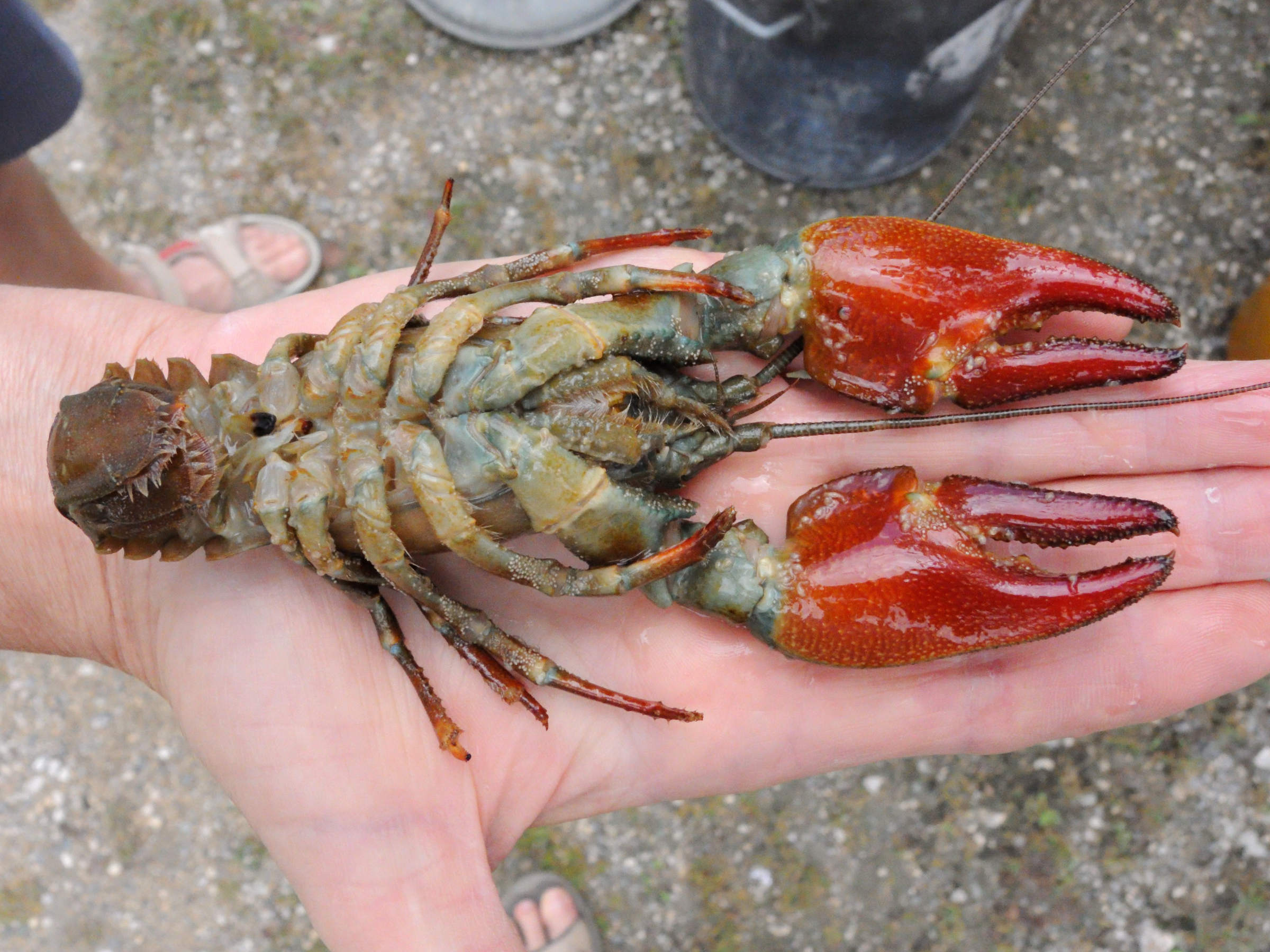 Afficher le média pacifastacus_leniusculus6md pacifastacus_leniusculus6md