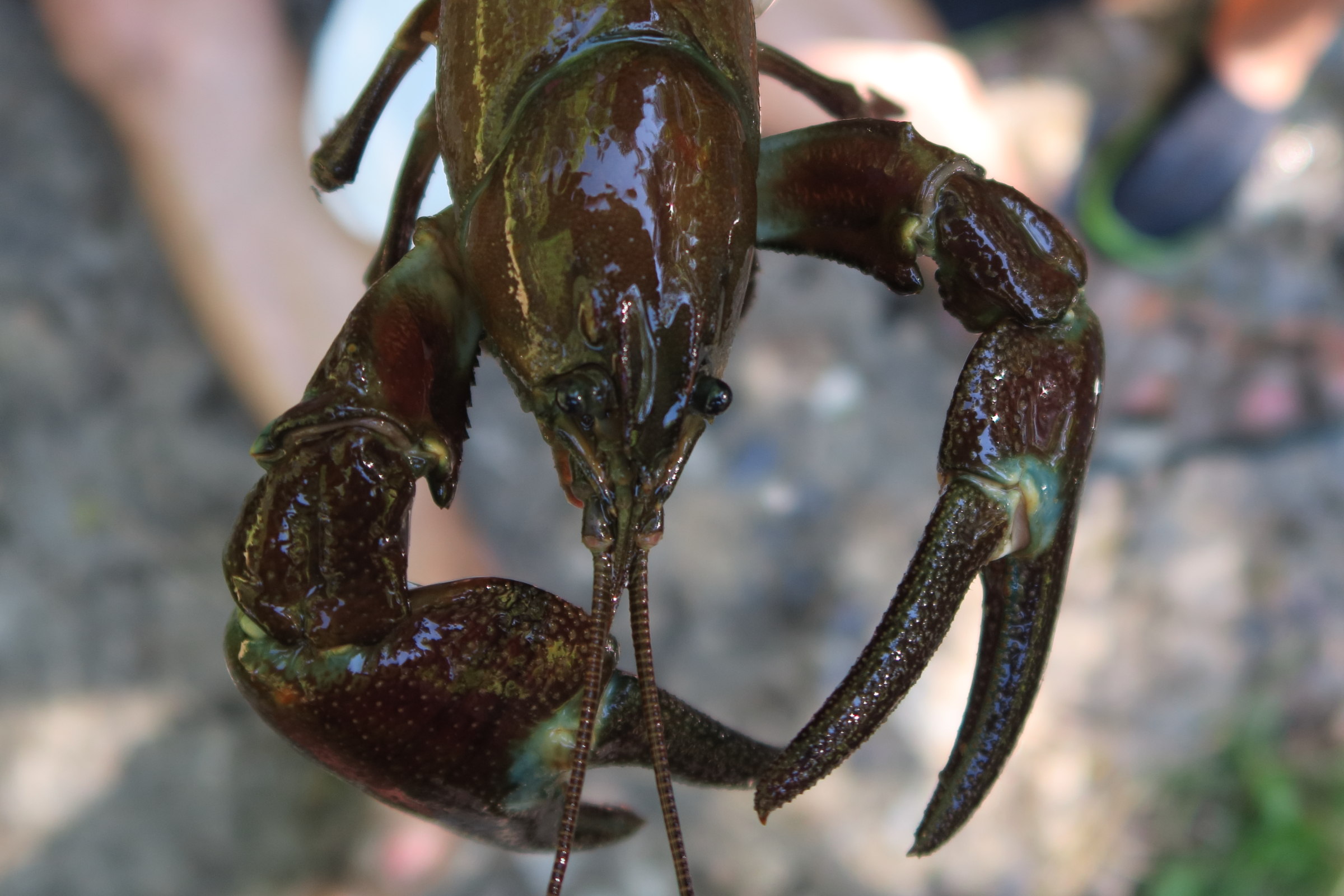 Afficher le média pacifastacus_leniusculus7md pacifastacus_leniusculus7md