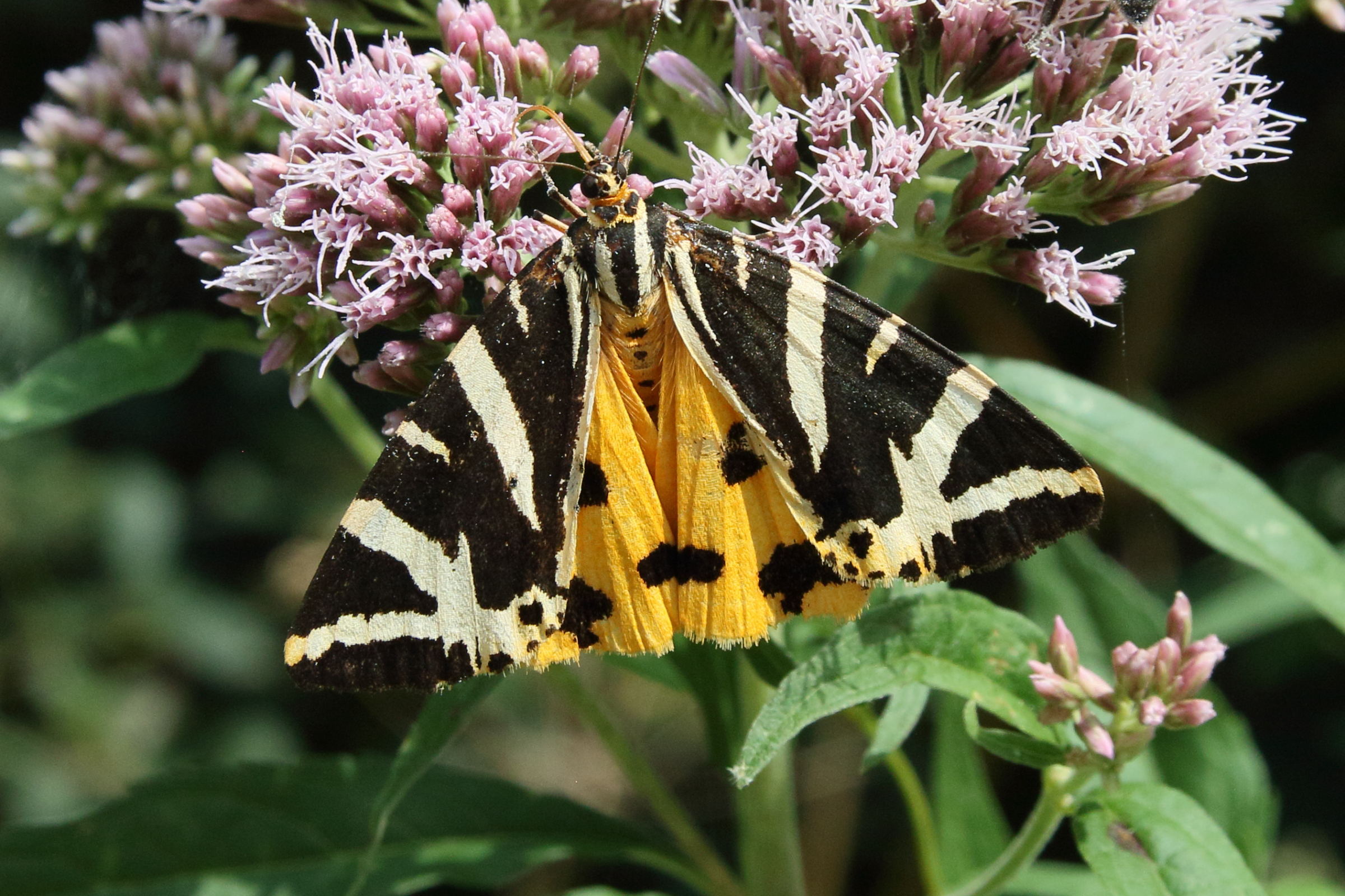 Afficher le média euplagia_quadripunctaria6bd euplagia_quadripunctaria6bd