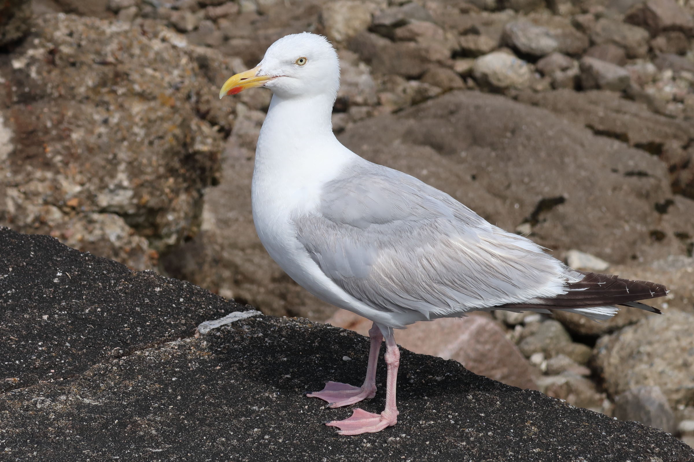 goeland_argente_-_larus_argentatus13md