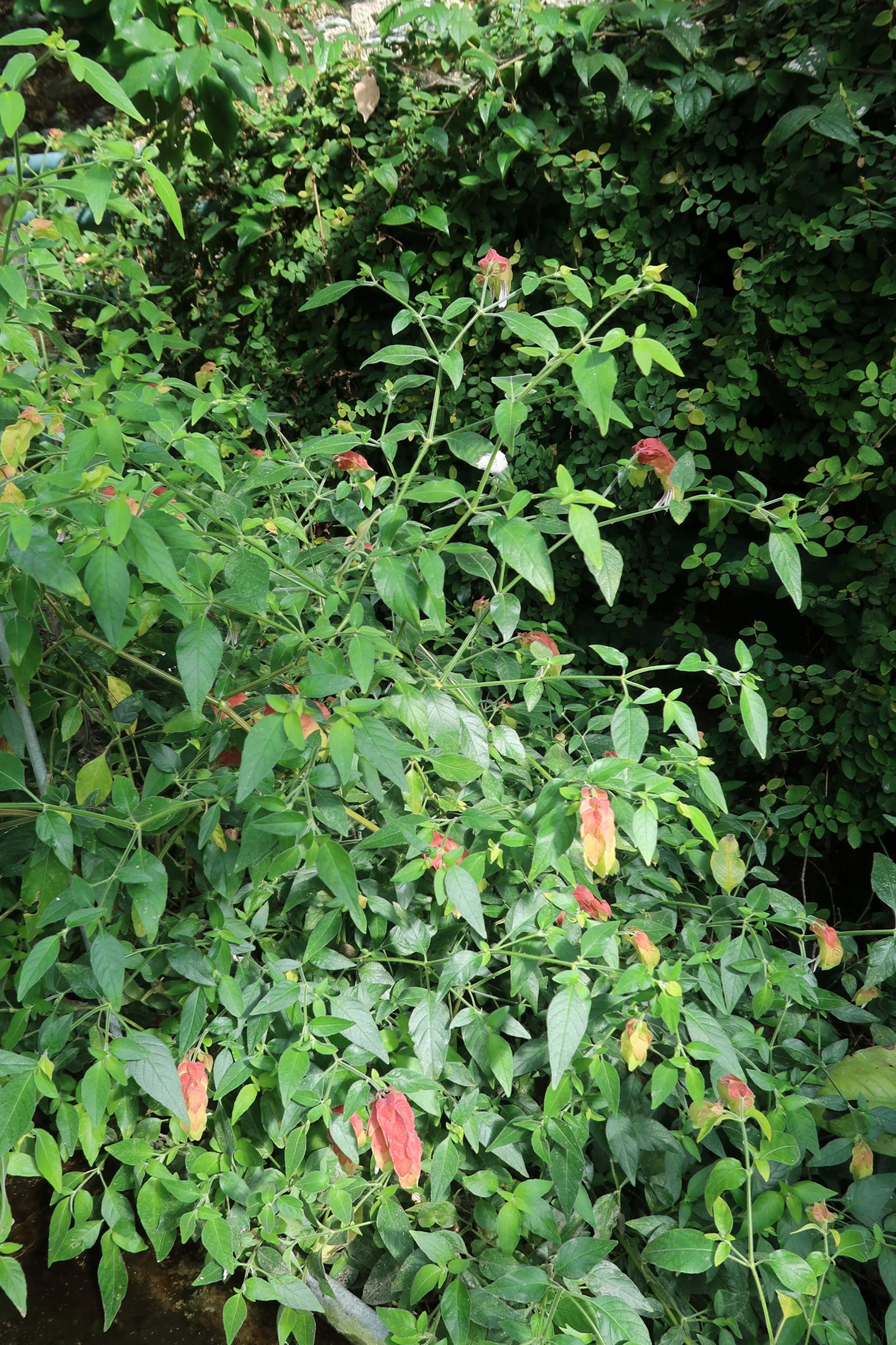 justicia_brendegeeana3md