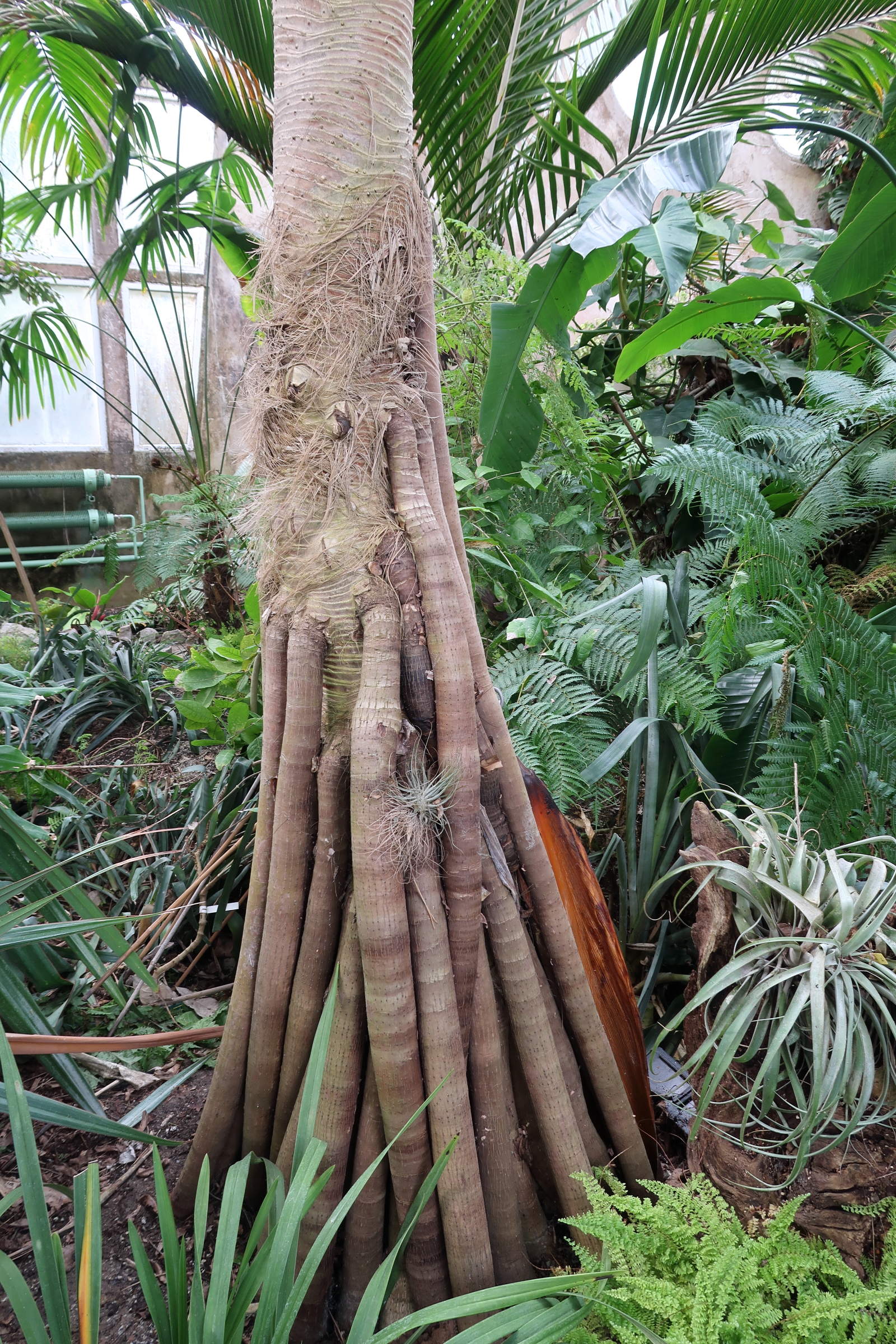 Afficher le média pandanus_montanus2md pandanus_montanus2md