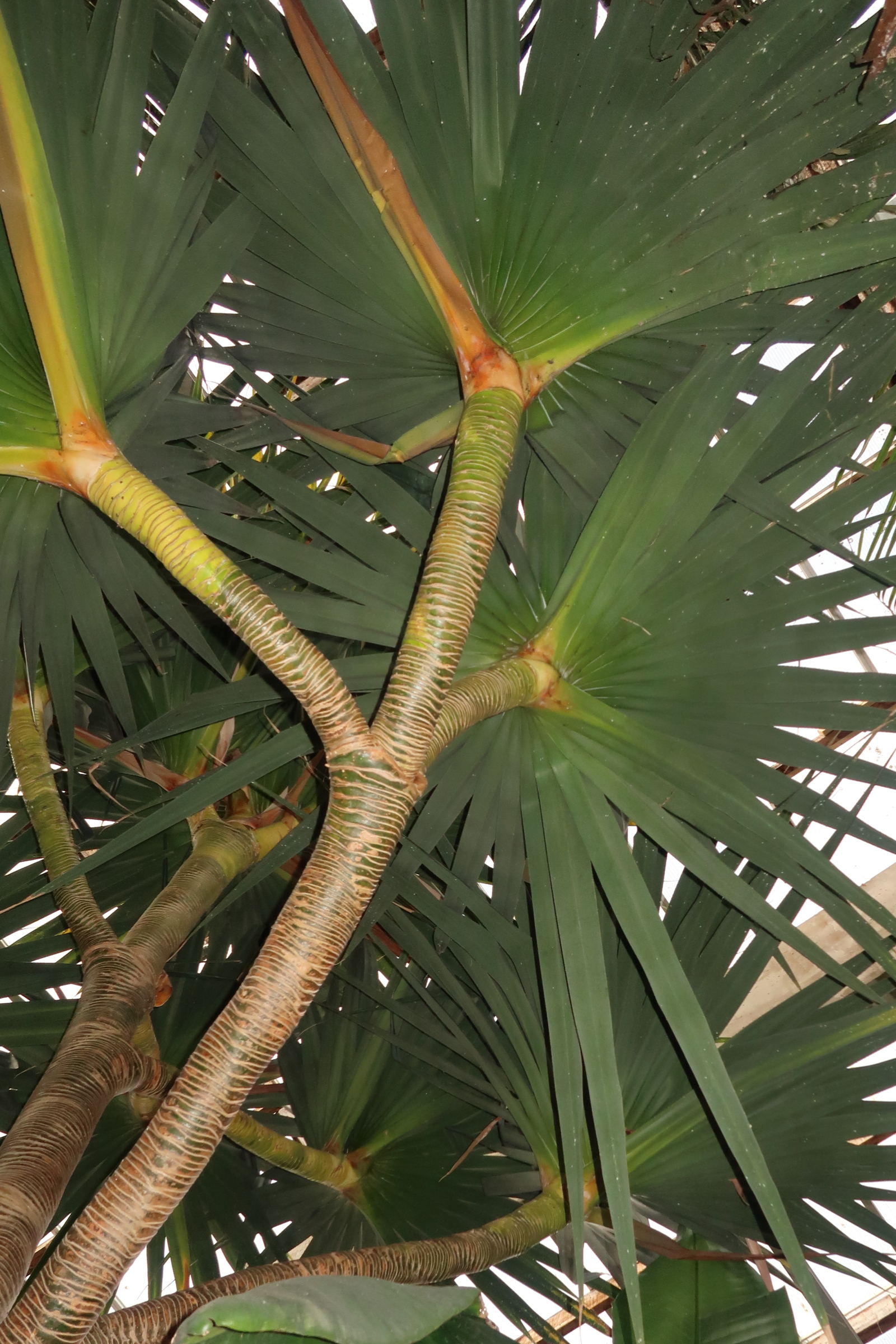 Afficher le média pandanus_montanus3md pandanus_montanus3md