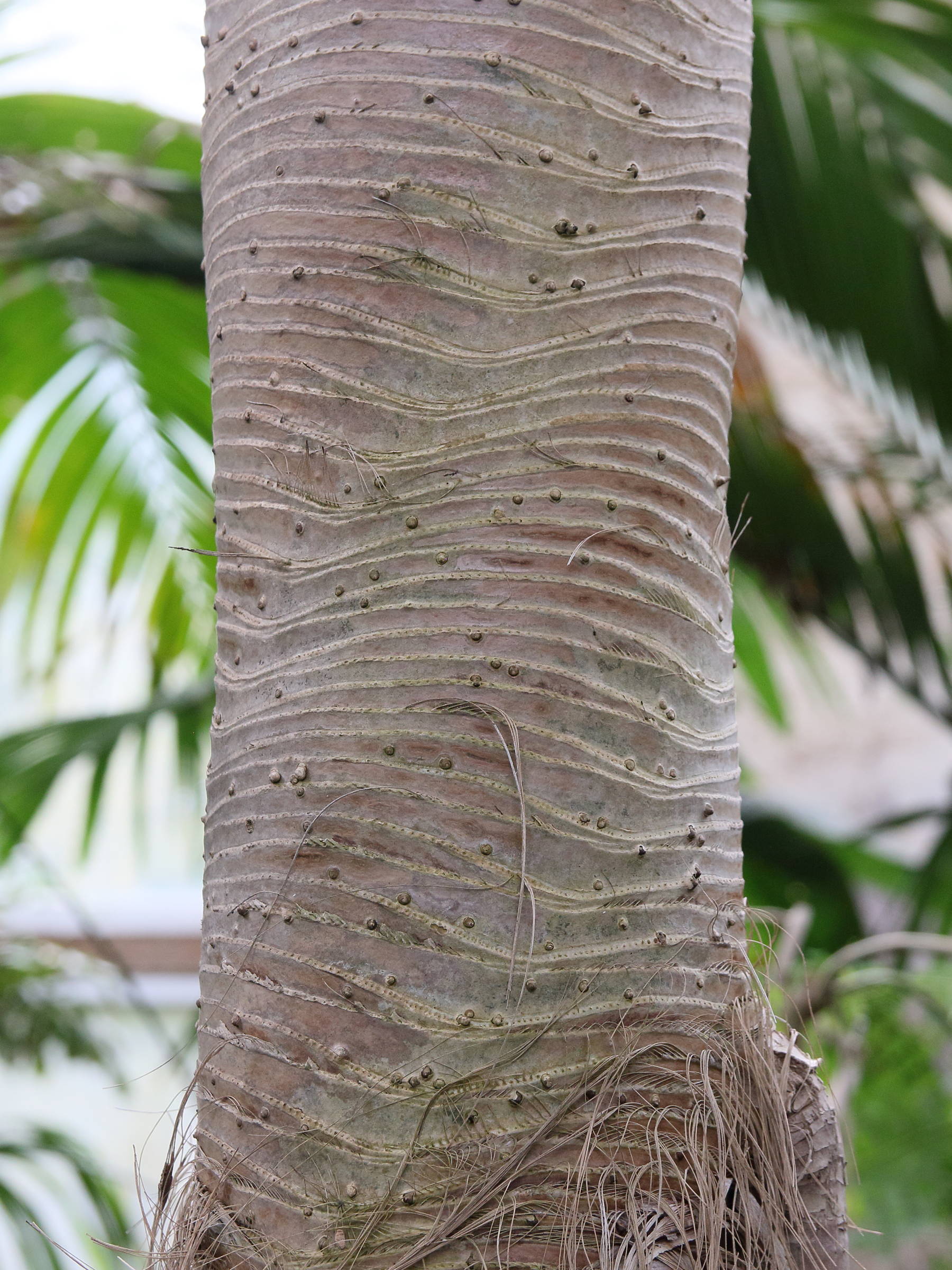 Afficher le média pandanus_montanus4bd pandanus_montanus4bd