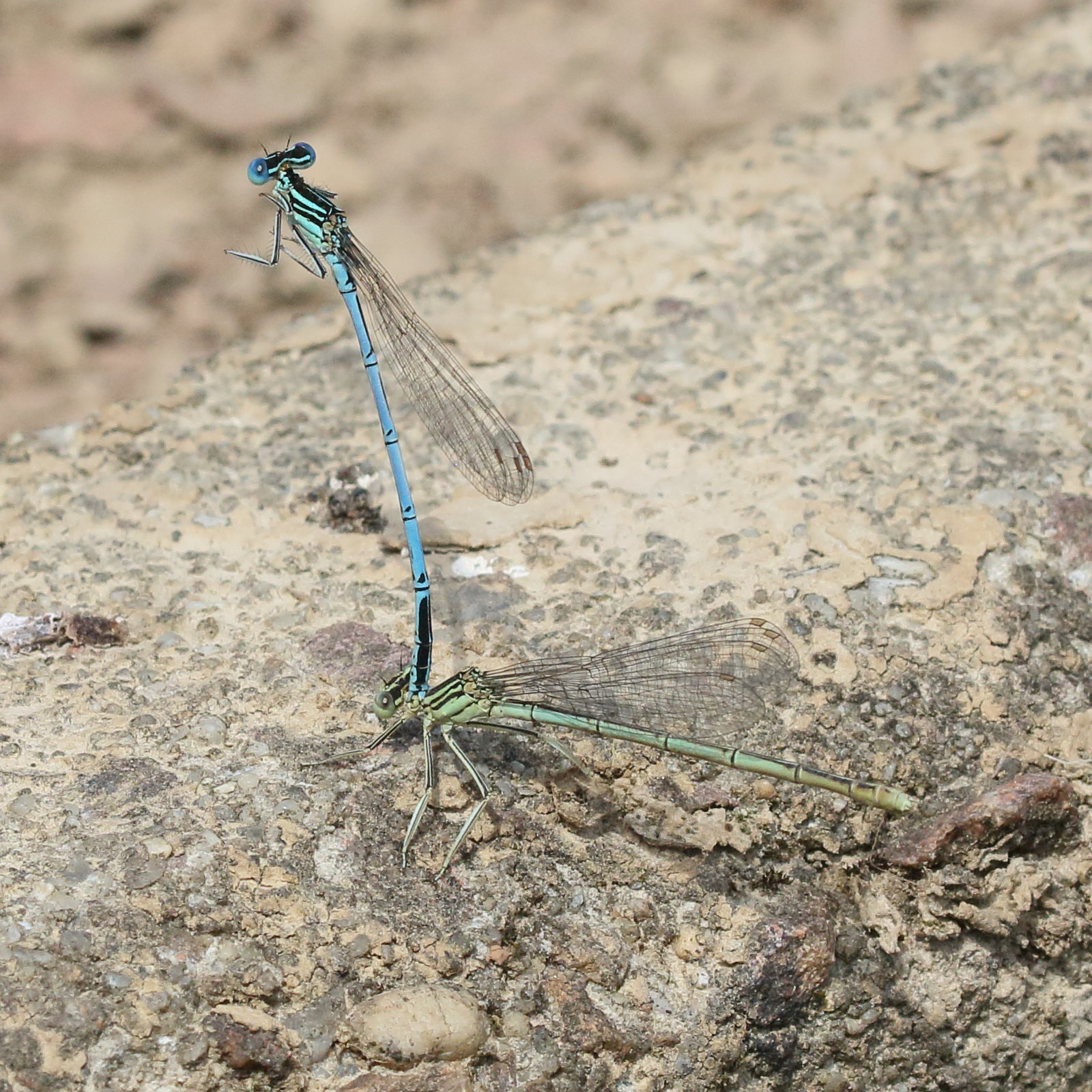platycnemis_pennipes8bd