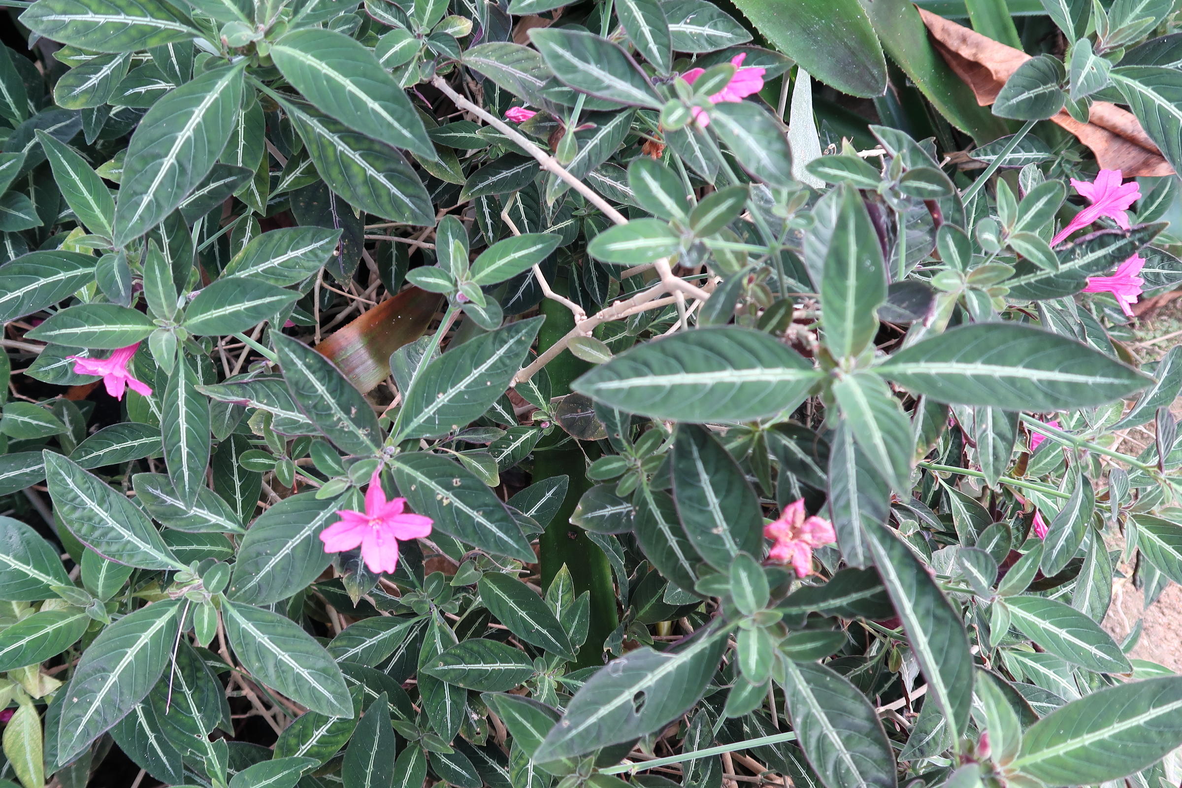 Afficher le média ruellia_makoyana1md ruellia_makoyana1md