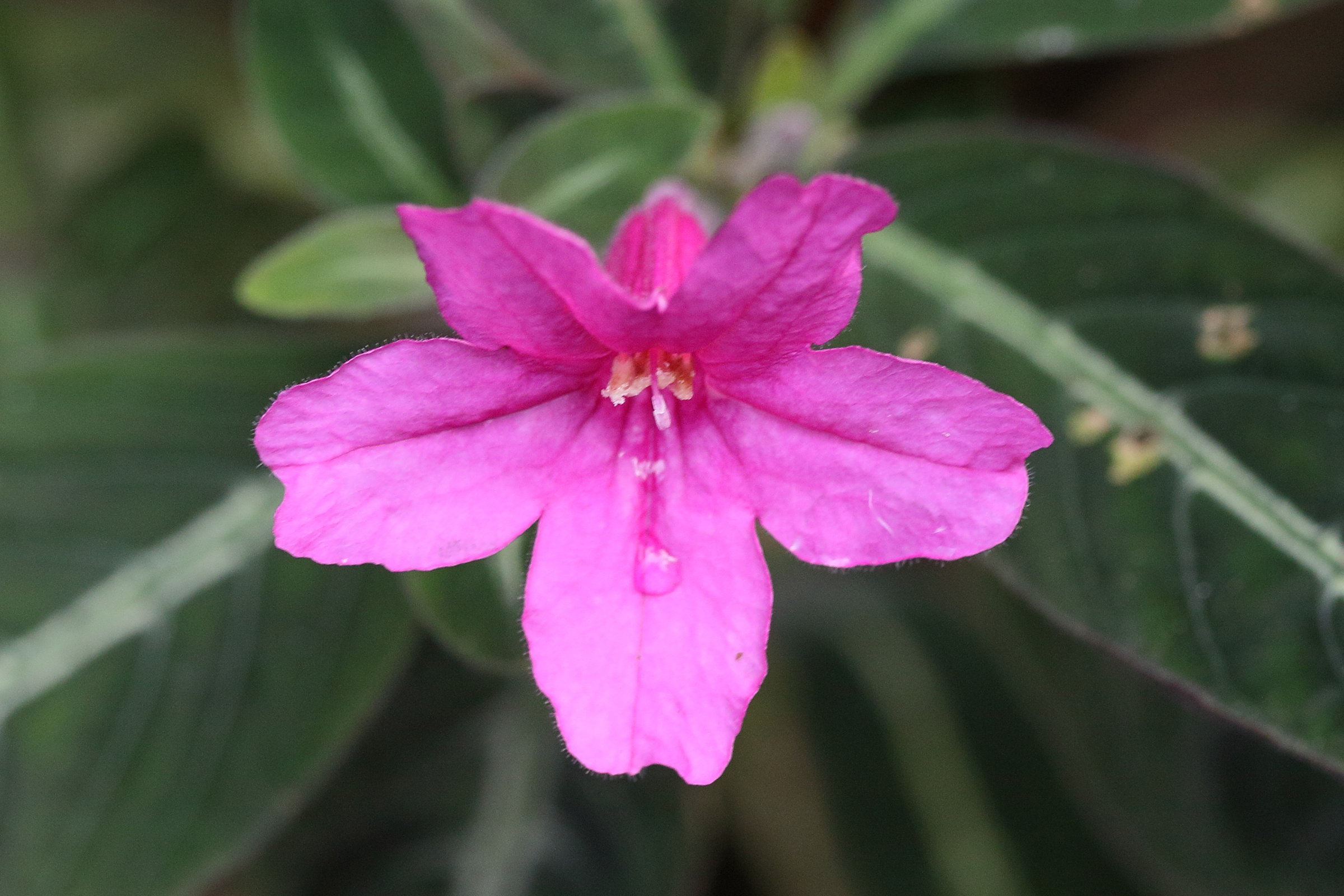 Afficher le média ruellia_makoyana2md ruellia_makoyana2md