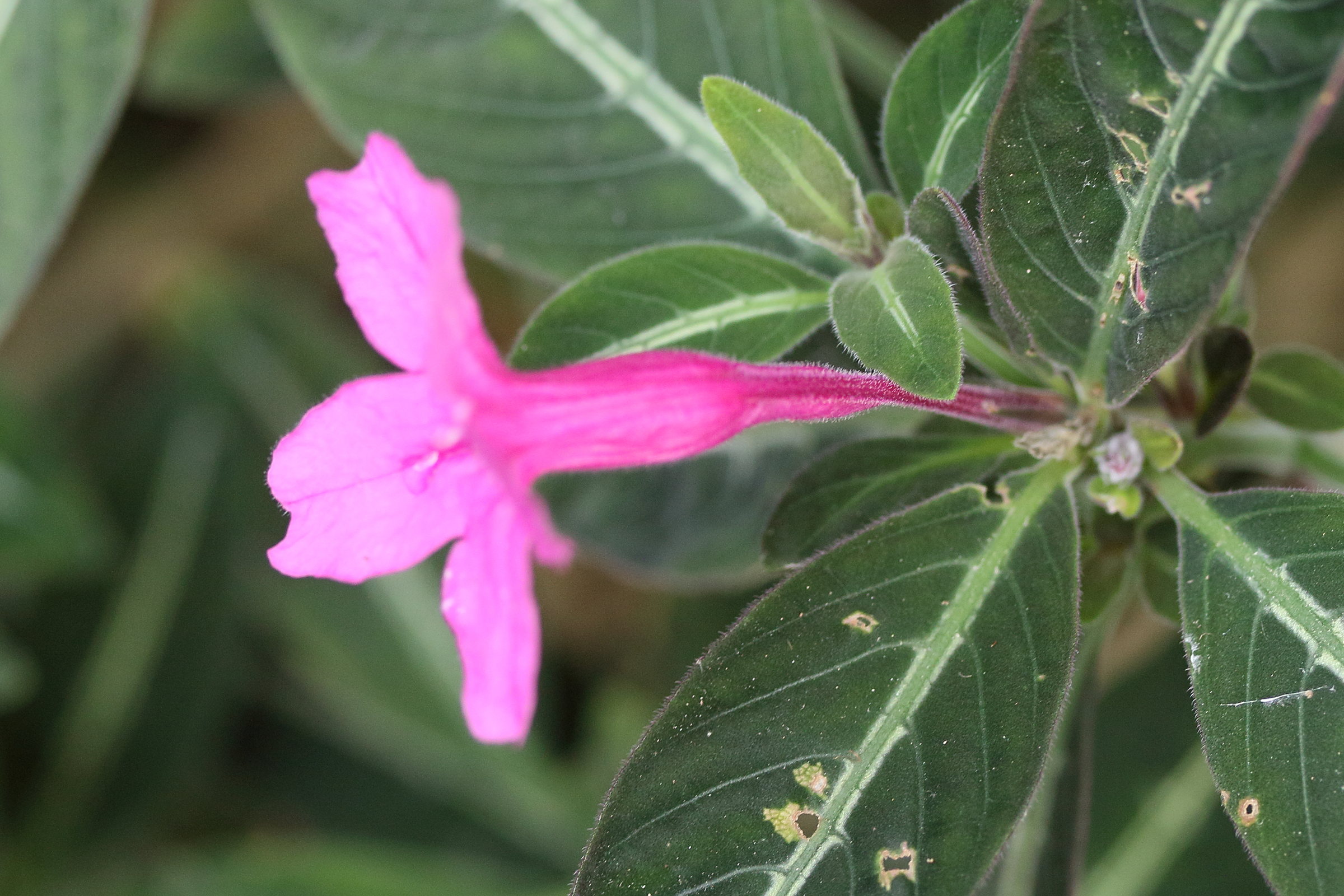 Afficher le média ruellia_makoyana3md ruellia_makoyana3md