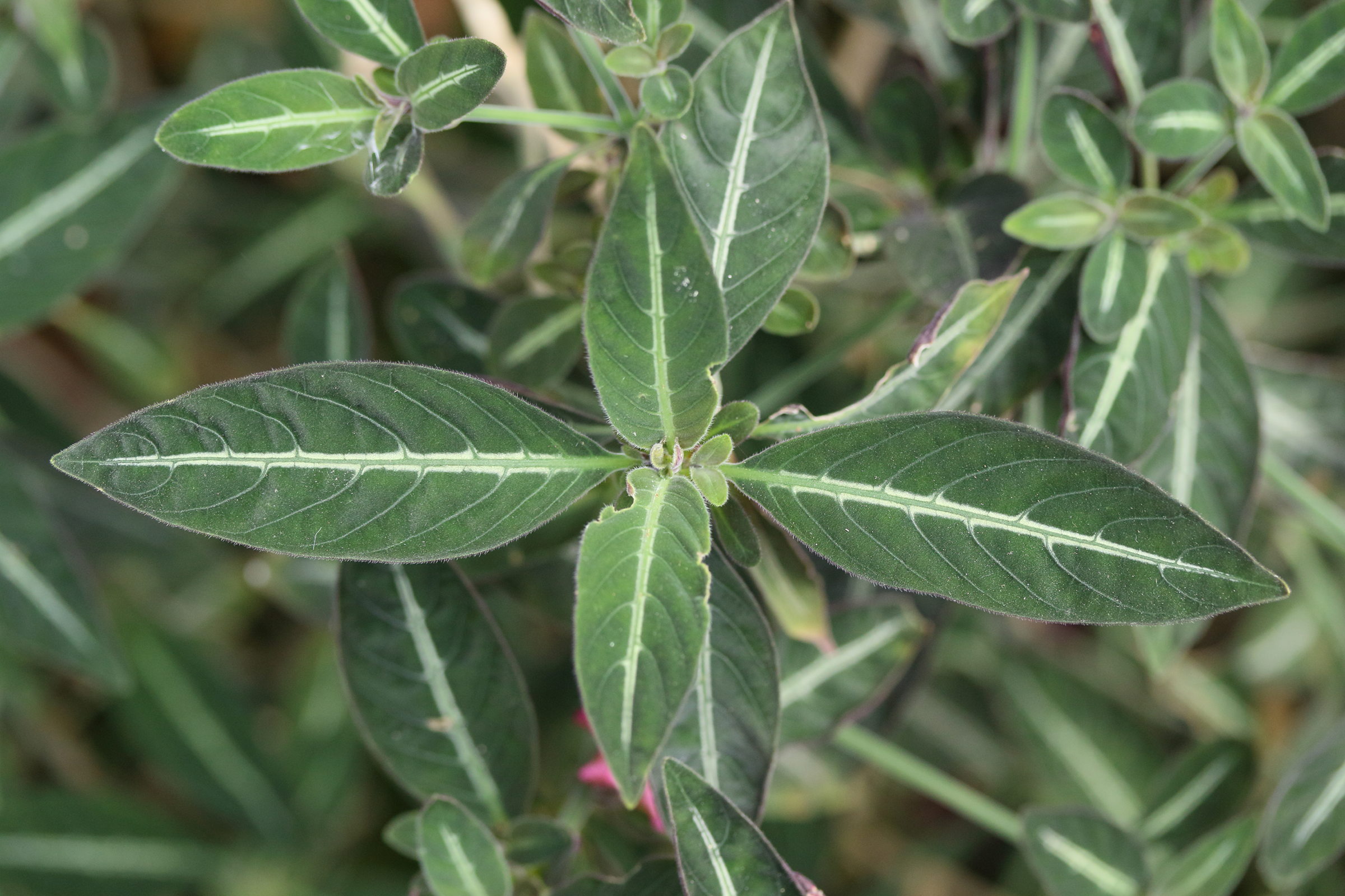 Afficher le média ruellia_makoyana4md ruellia_makoyana4md