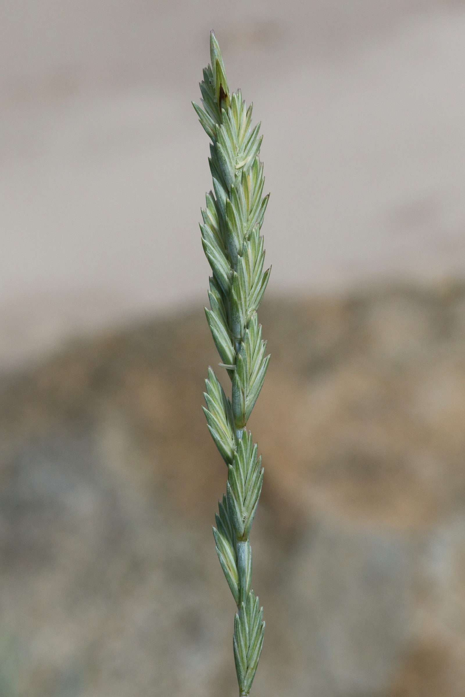 elytrigia_acuta2md