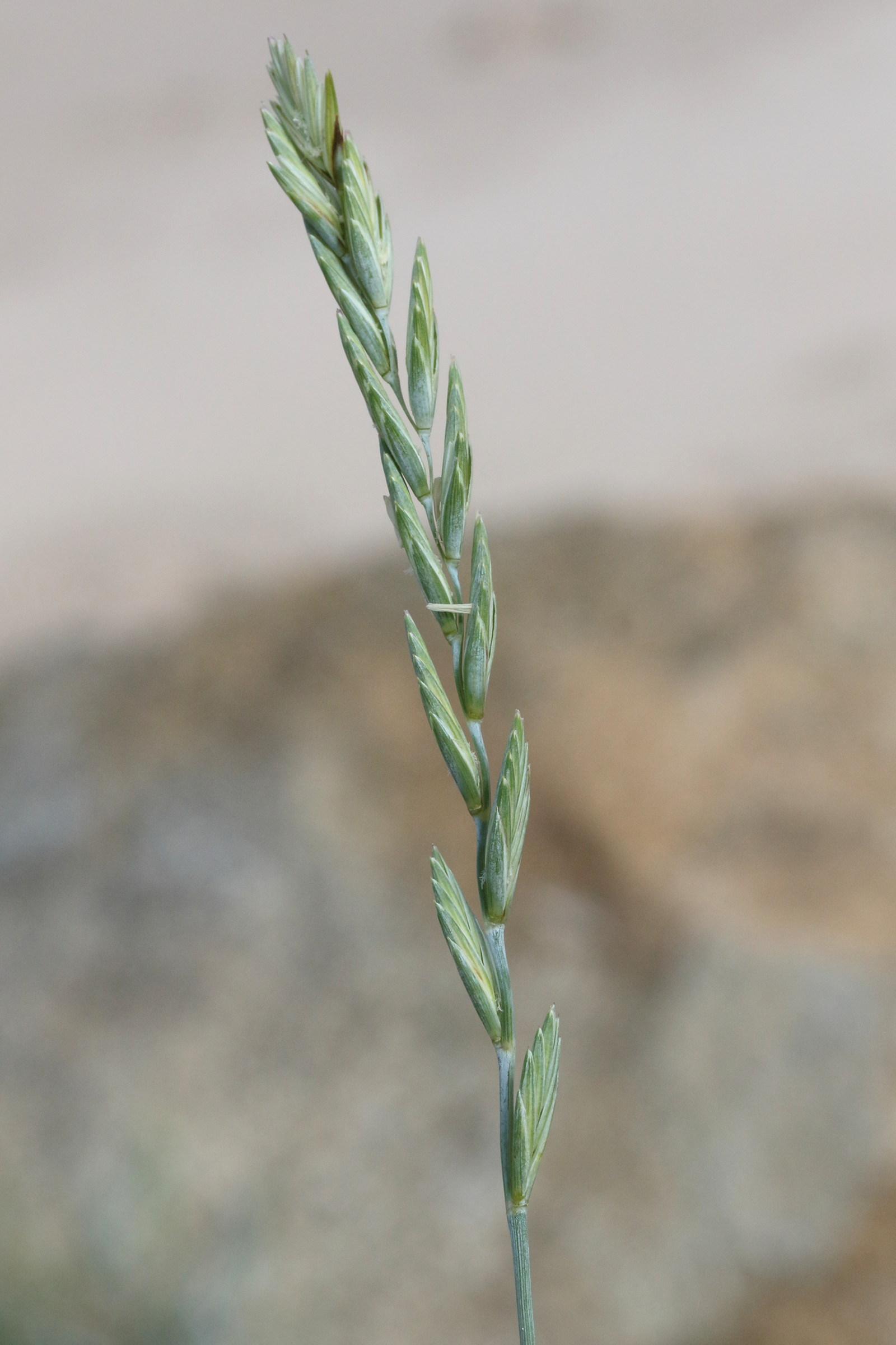 elytrigia_acuta3md
