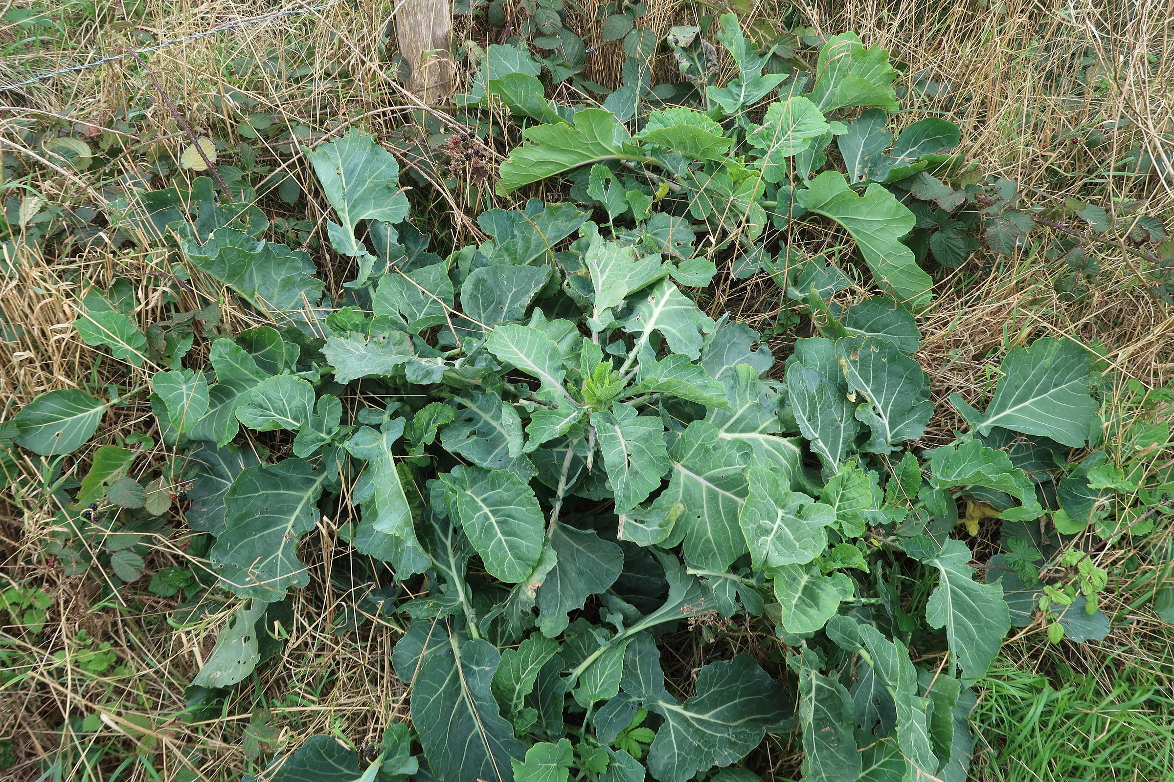 brassica_oleracea3md