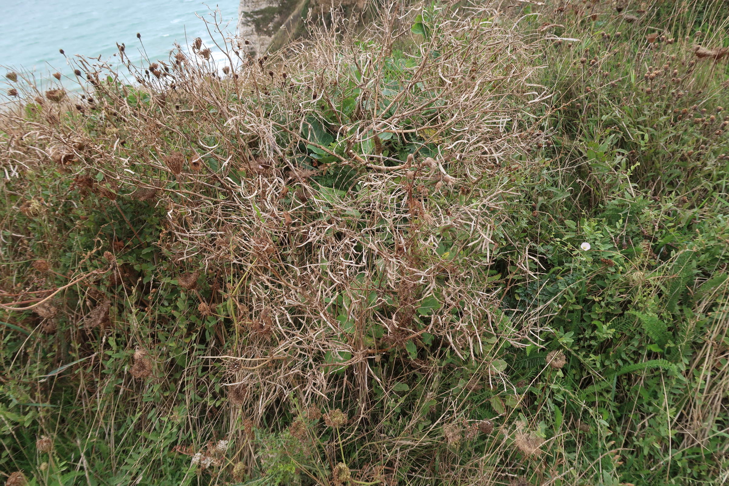 brassica_oleracea5md