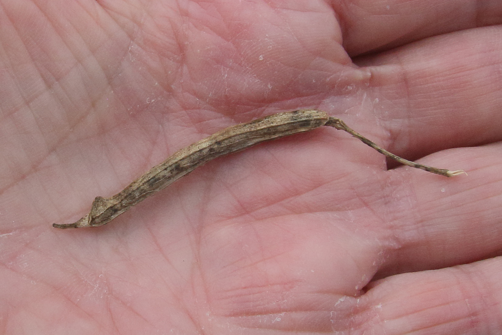 brassica_oleracea6bd