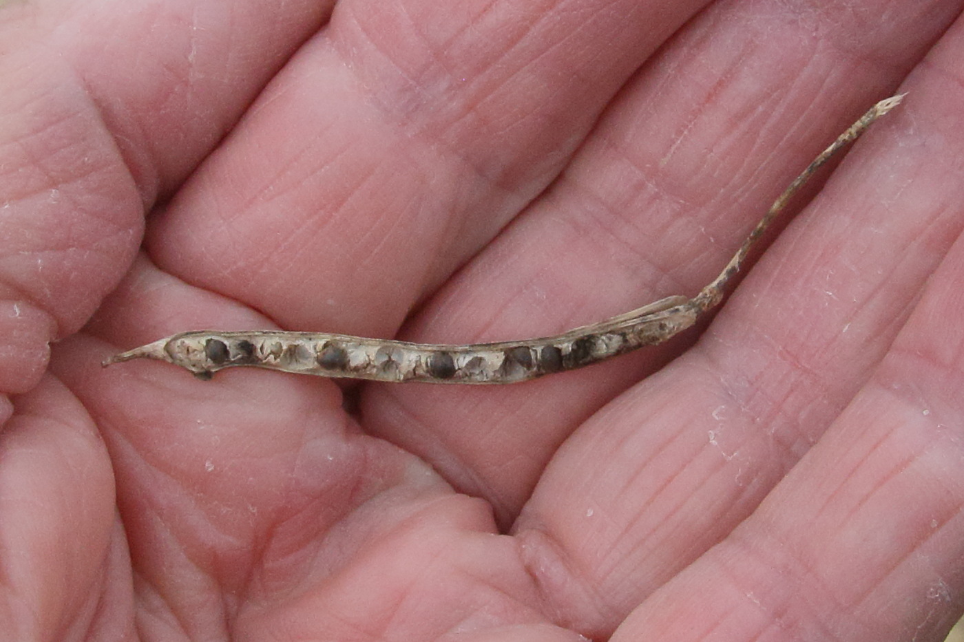 brassica_oleracea7bd