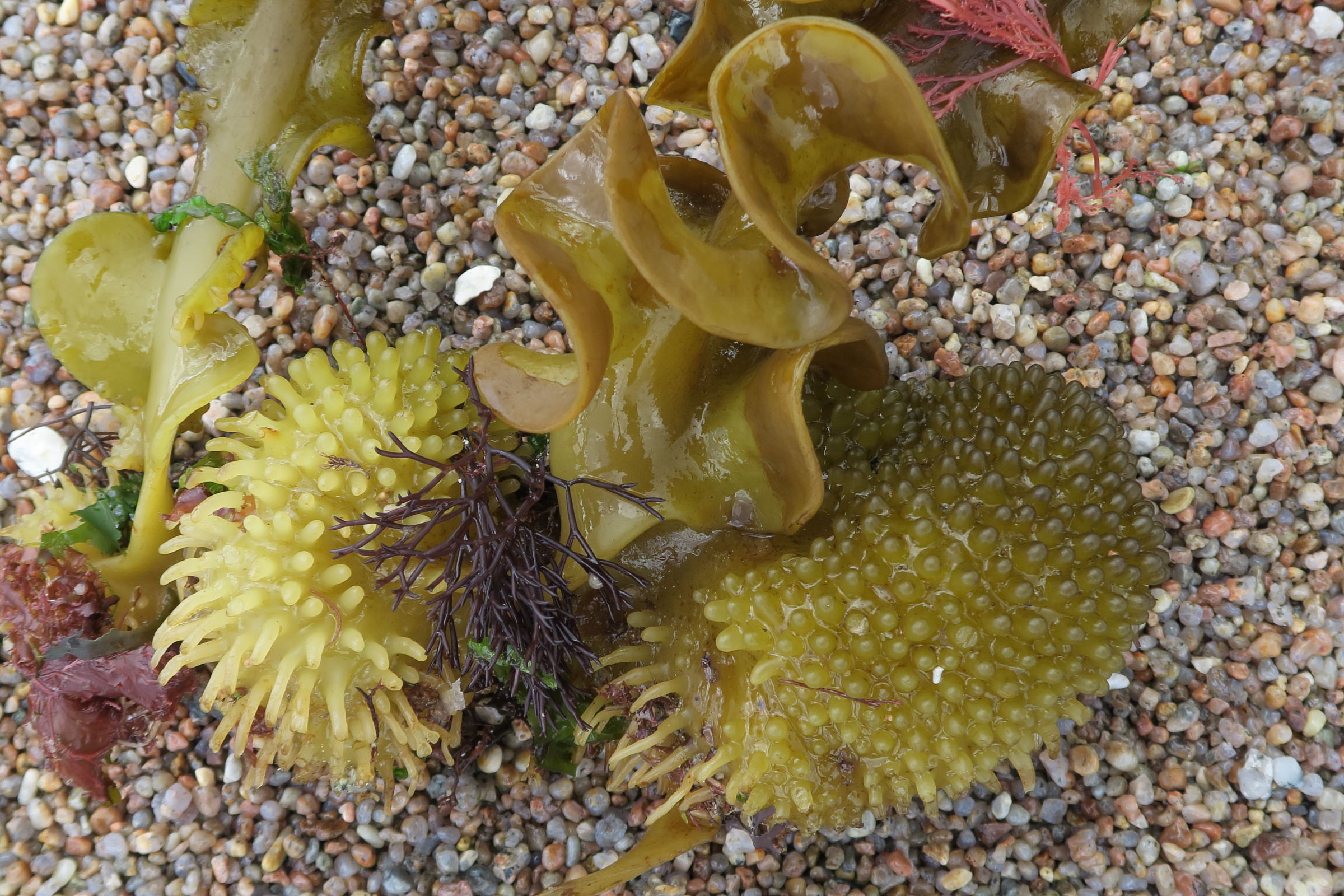 Afficher le média saccorhiza_polyschides10md saccorhiza_polyschides10md