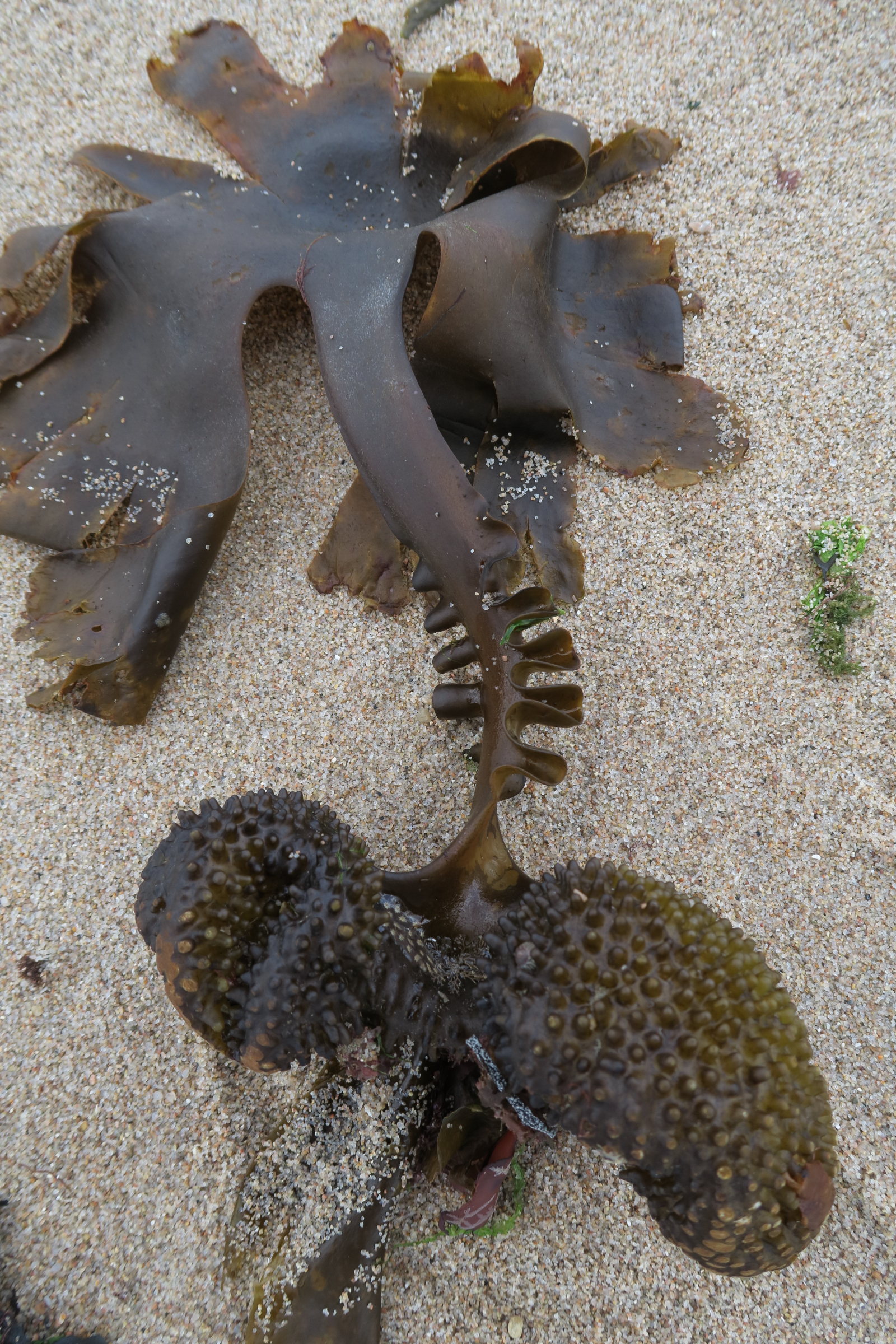 Afficher le média saccorhiza_polyschides9md saccorhiza_polyschides9md