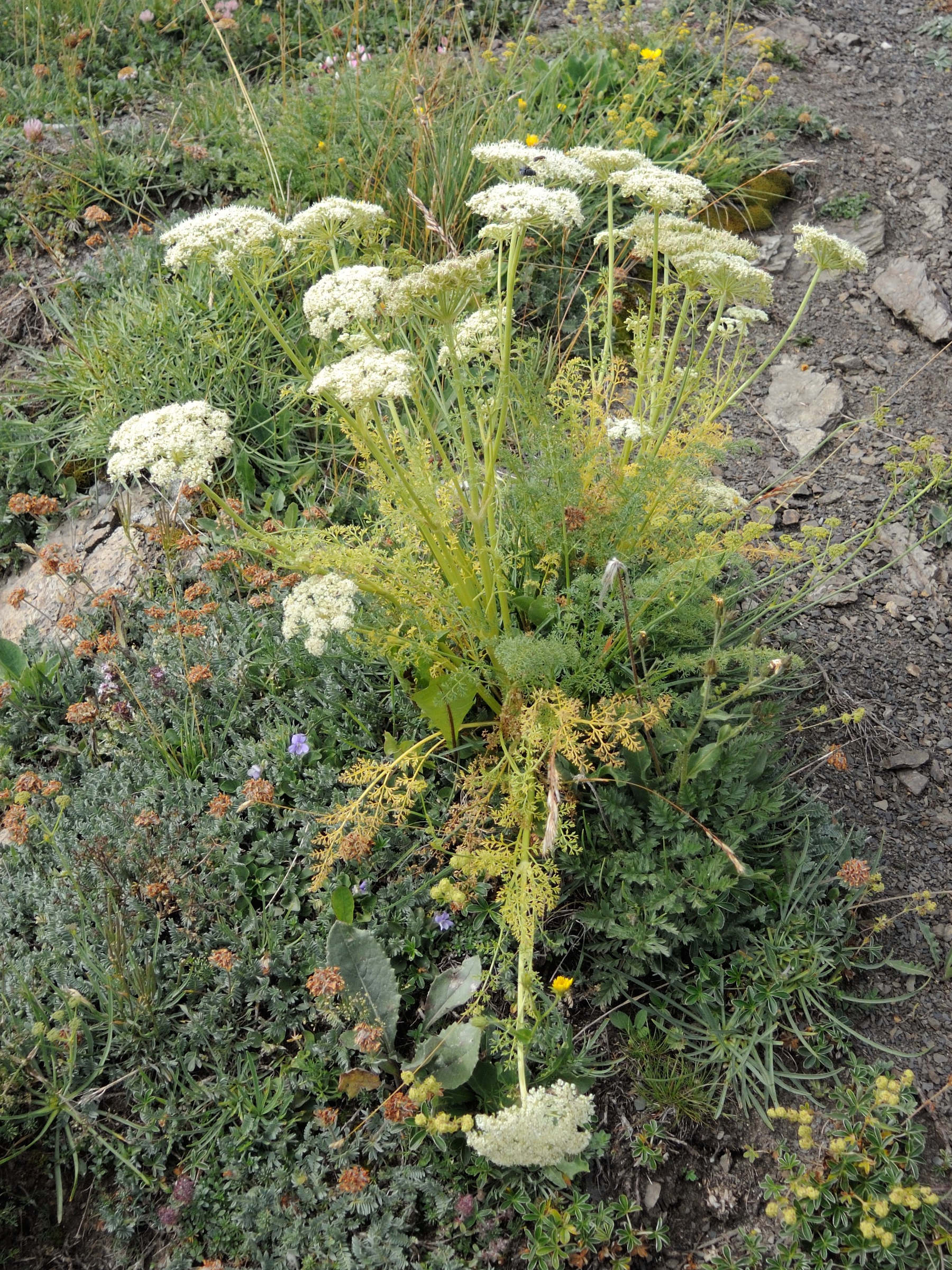 laserpitium_halleri5md