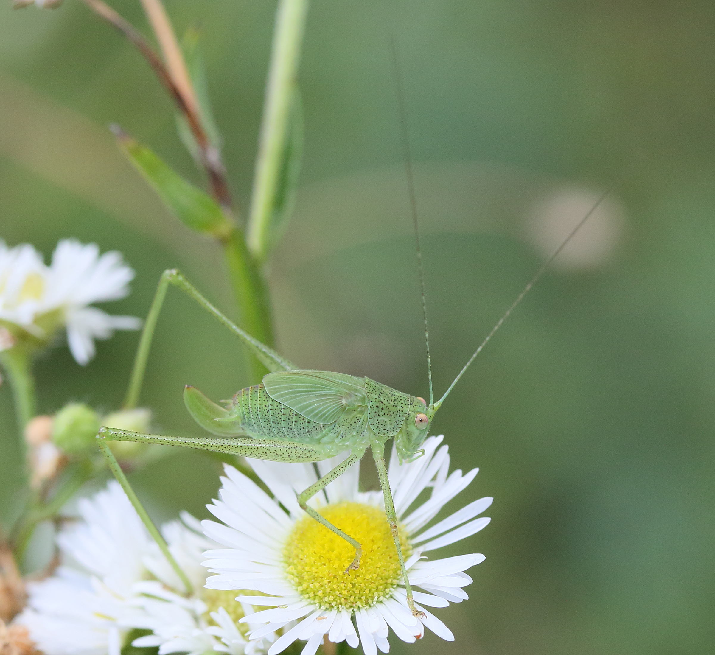 phaneroptera_falcata4md