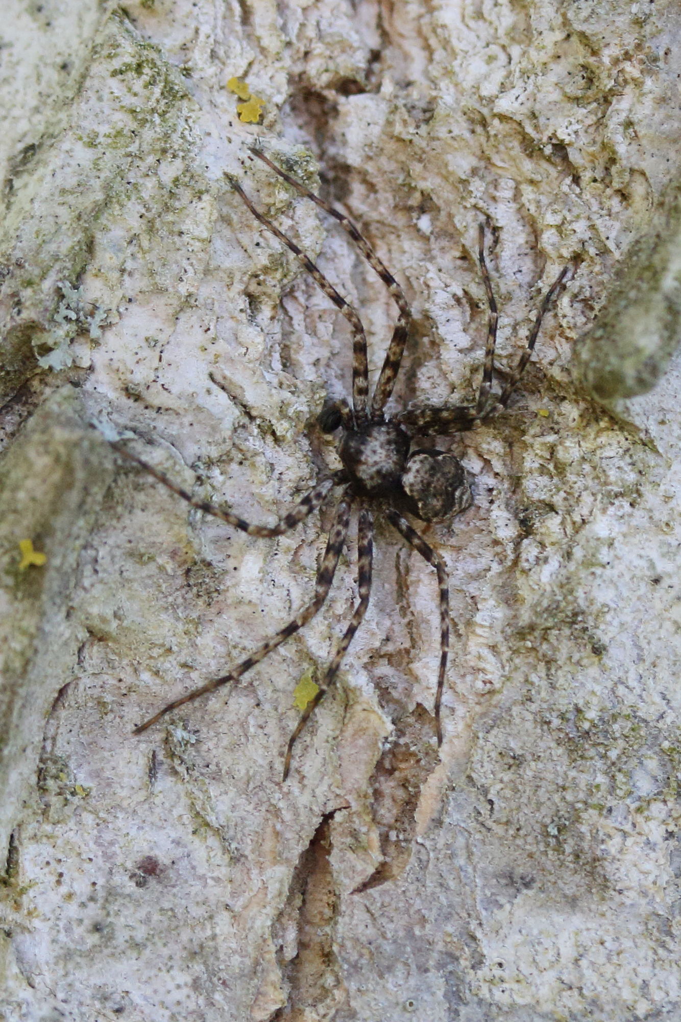 Afficher le média philodromus_margaritatus1md philodromus_margaritatus1md