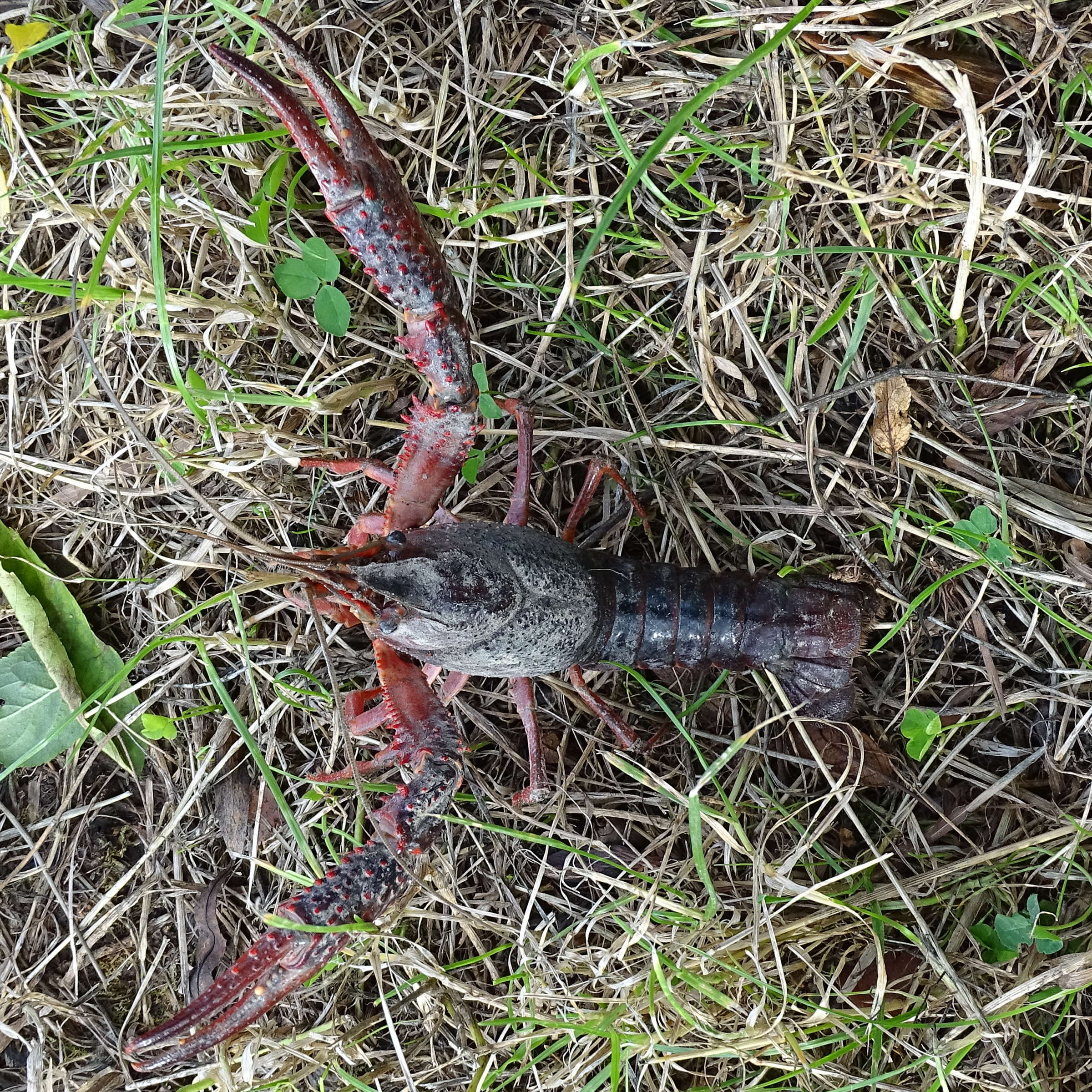 Afficher le média procambarus_clarkii4mv procambarus_clarkii4mv