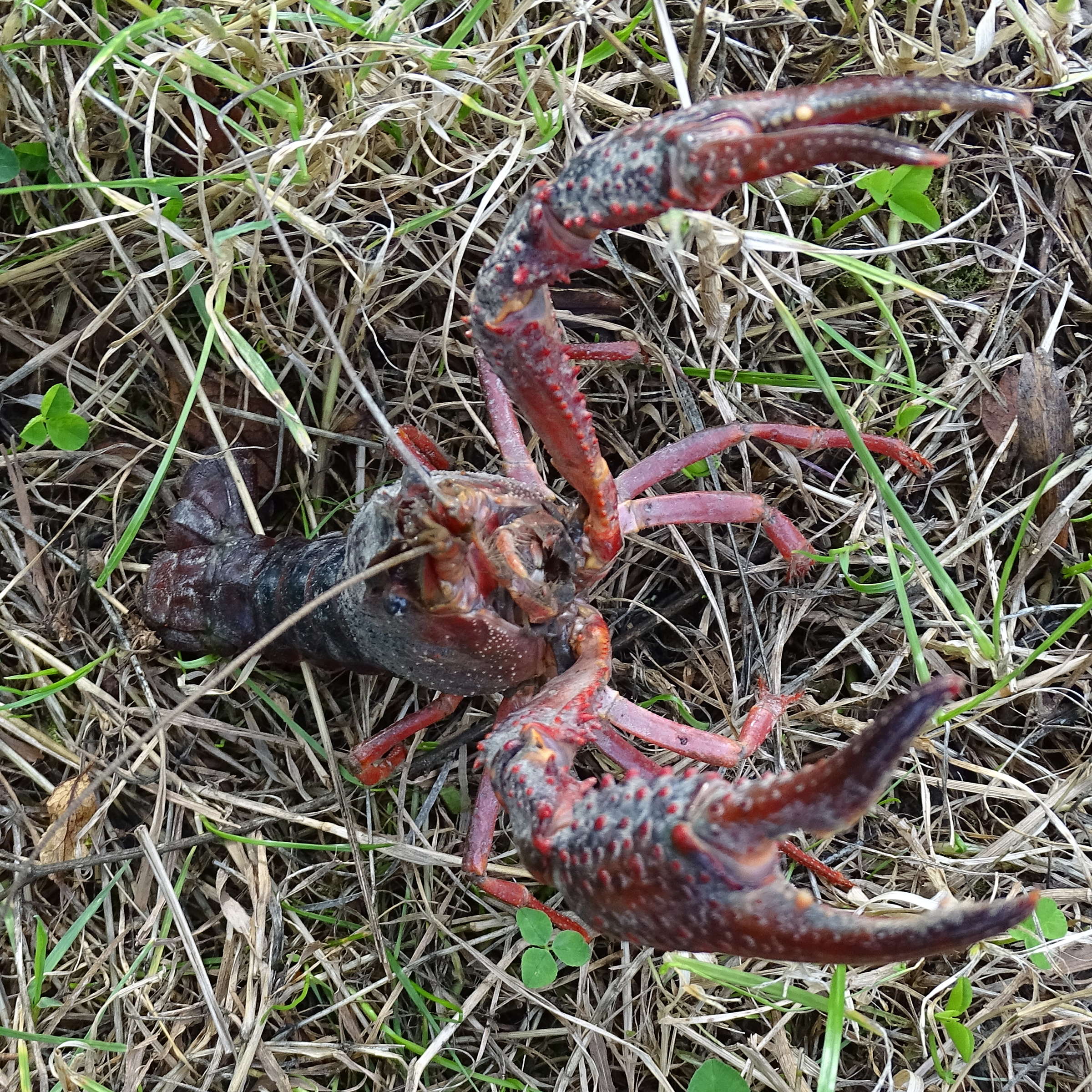 Afficher le média procambarus_clarkii5mv procambarus_clarkii5mv