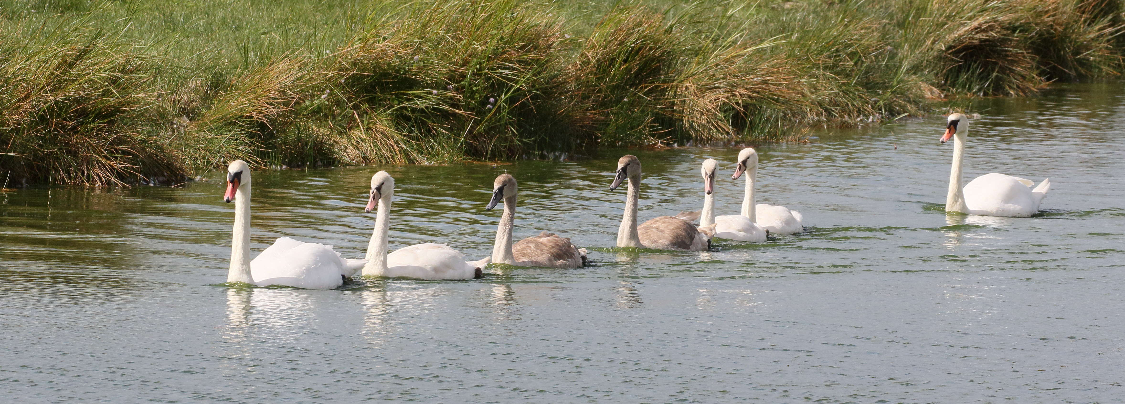 cygne_tubercule_-_cygnus_olor14bd