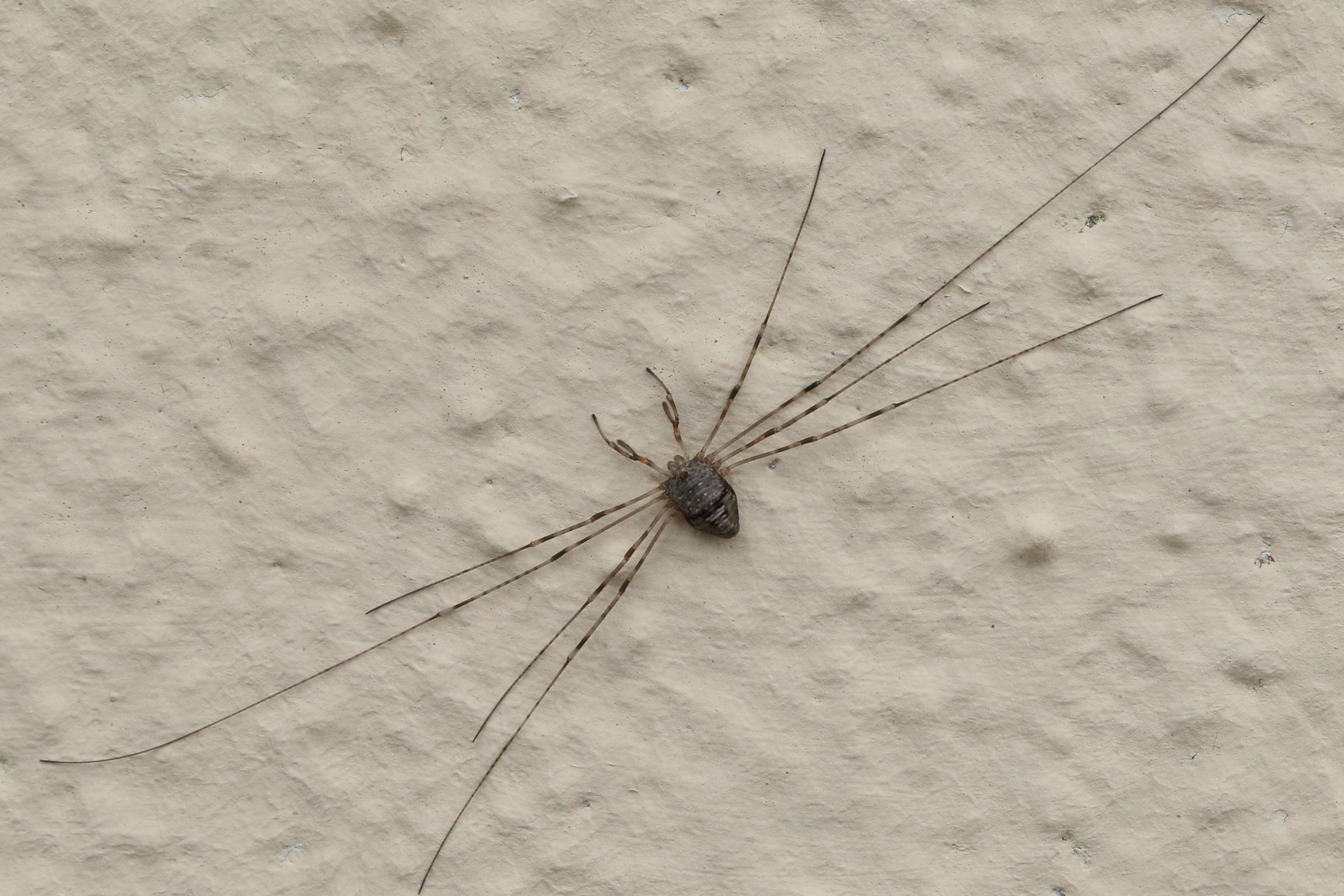 Afficher le média dicranopalpus_ramosus2md dicranopalpus_ramosus2md