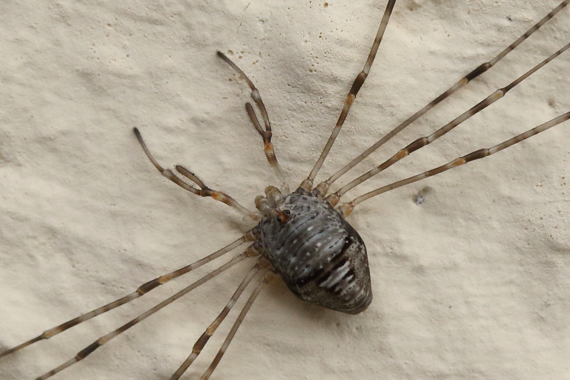 Afficher le média dicranopalpus_ramosus3md dicranopalpus_ramosus3md