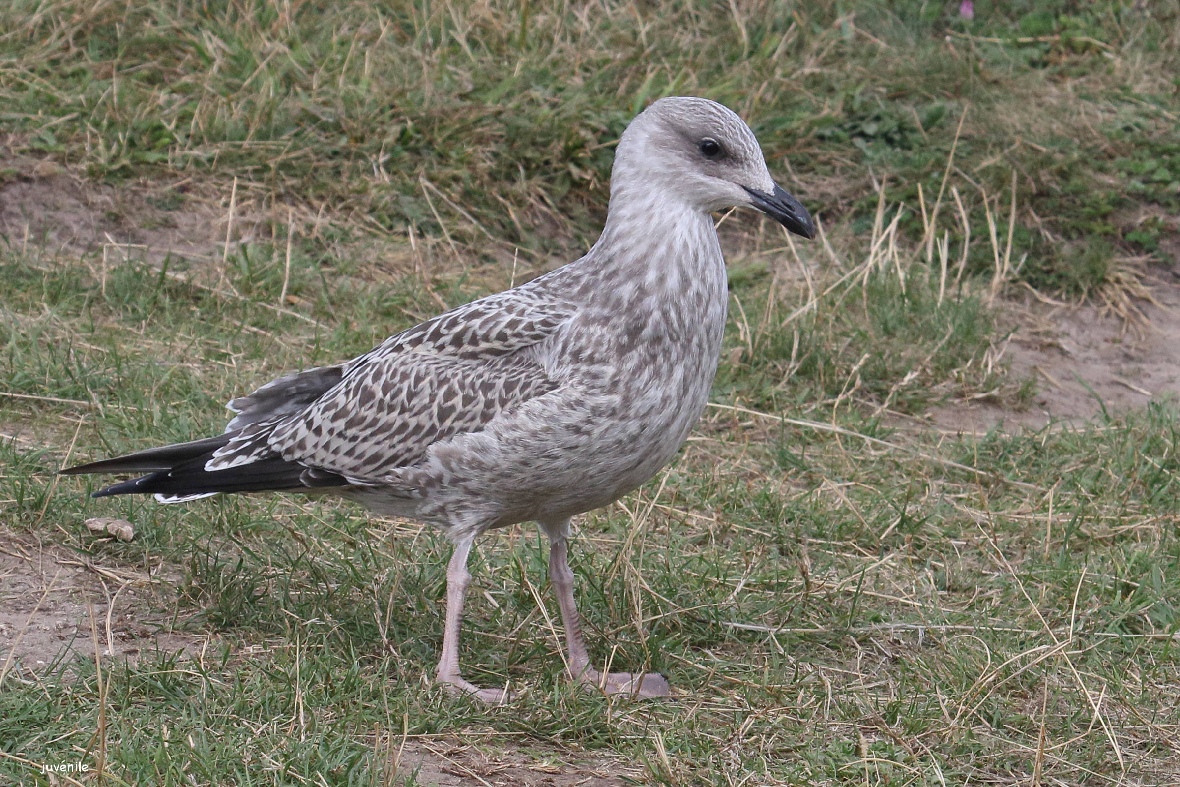 goeland_argente_-_larus_argentatus14md