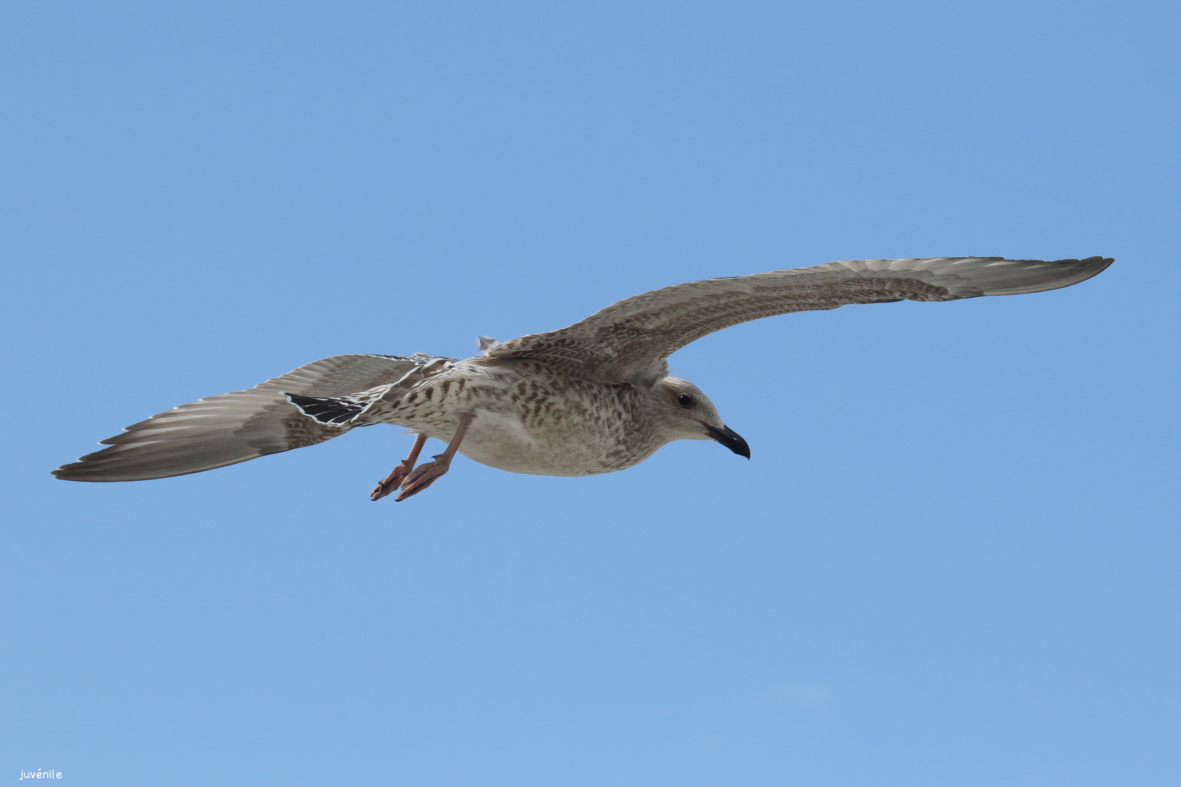 goeland_argente_-_larus_argentatus15md
