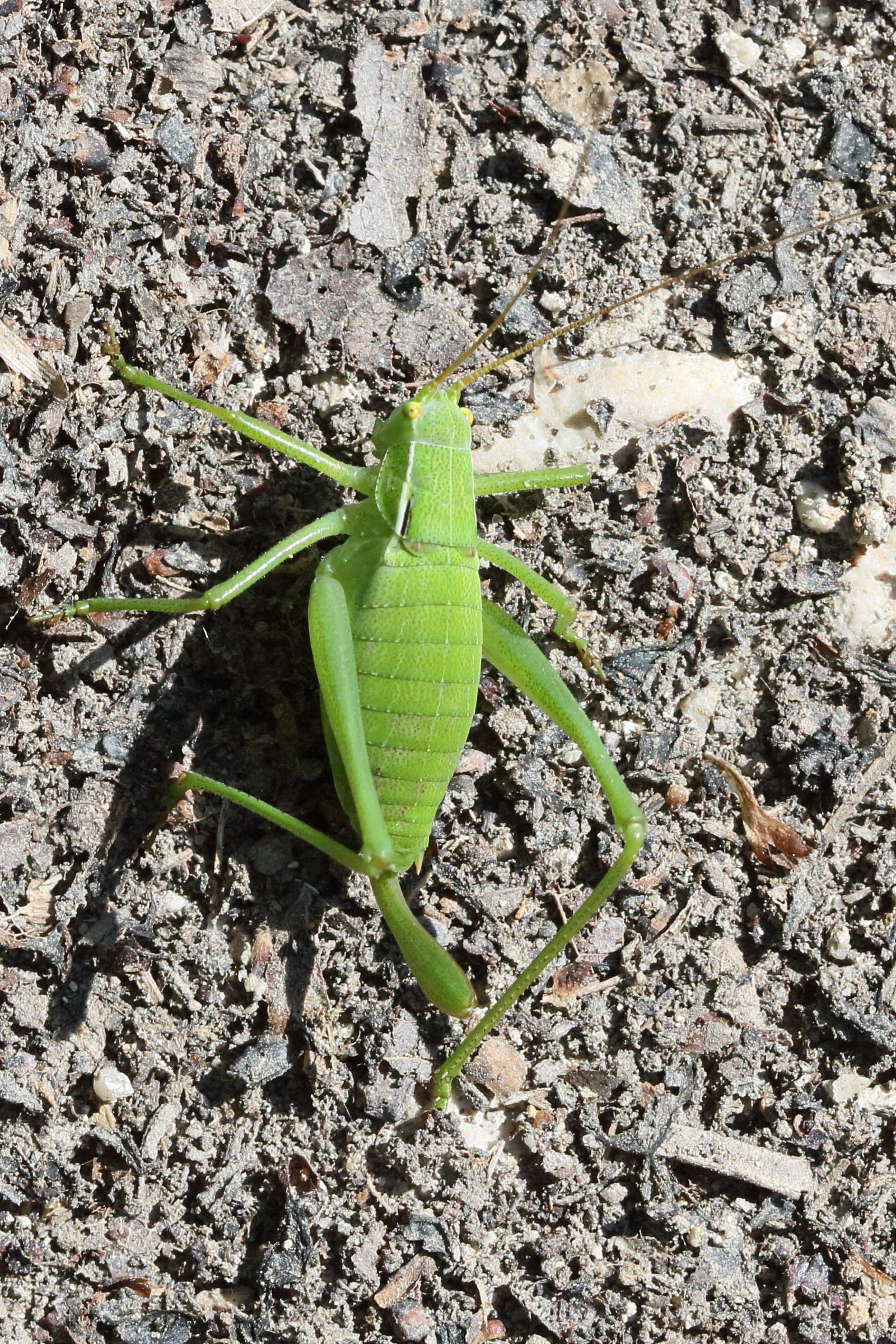 barbitistes_serricauda1md