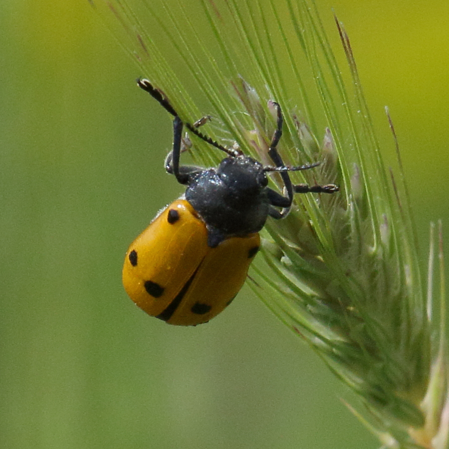 lachnaia_sexpunctata1bd