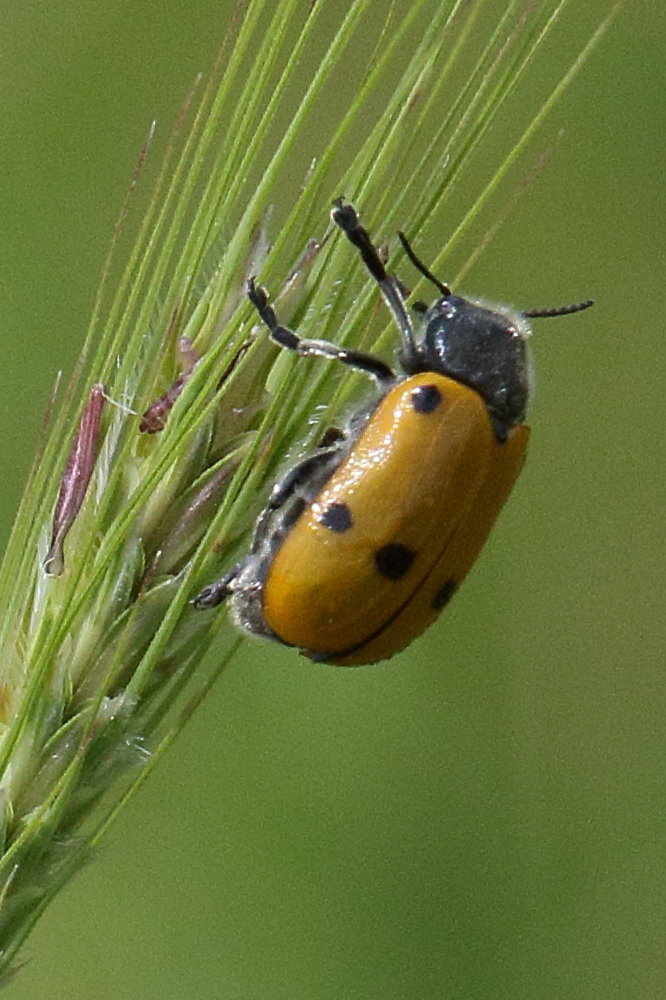 lachnaia_sexpunctata2bd