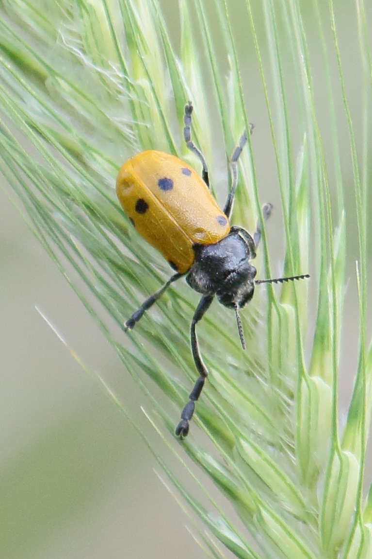 lachnaia_sexpunctata3bd