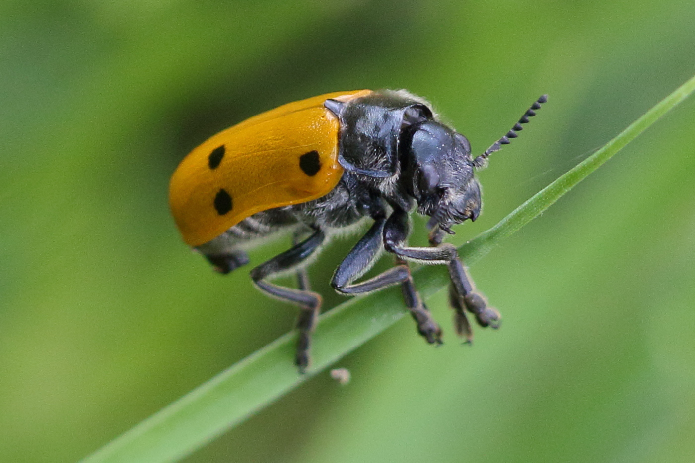 lachnaia_sexpunctata4bd