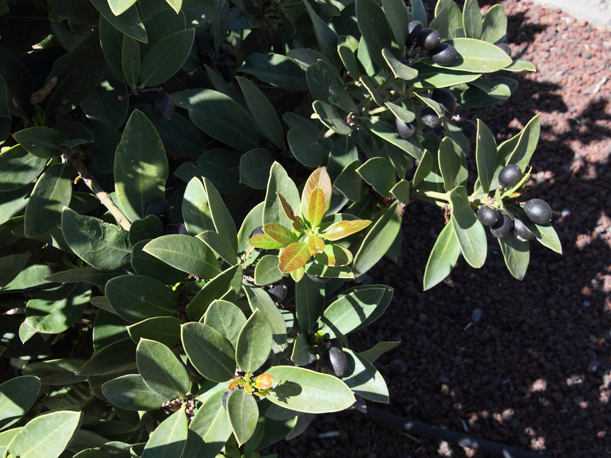 acokanthera_oblongifolia3md