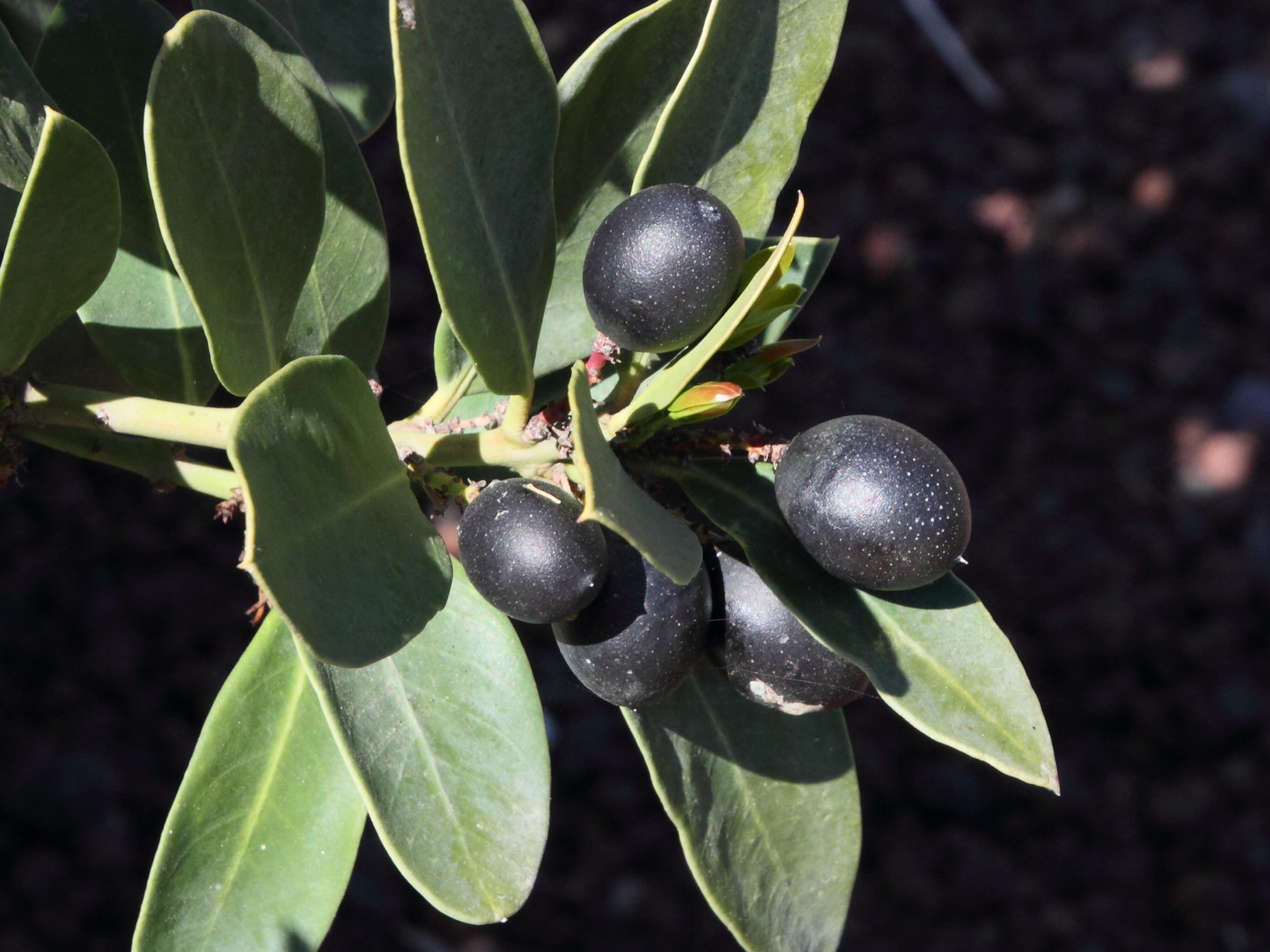 acokanthera_oblongifolia4md