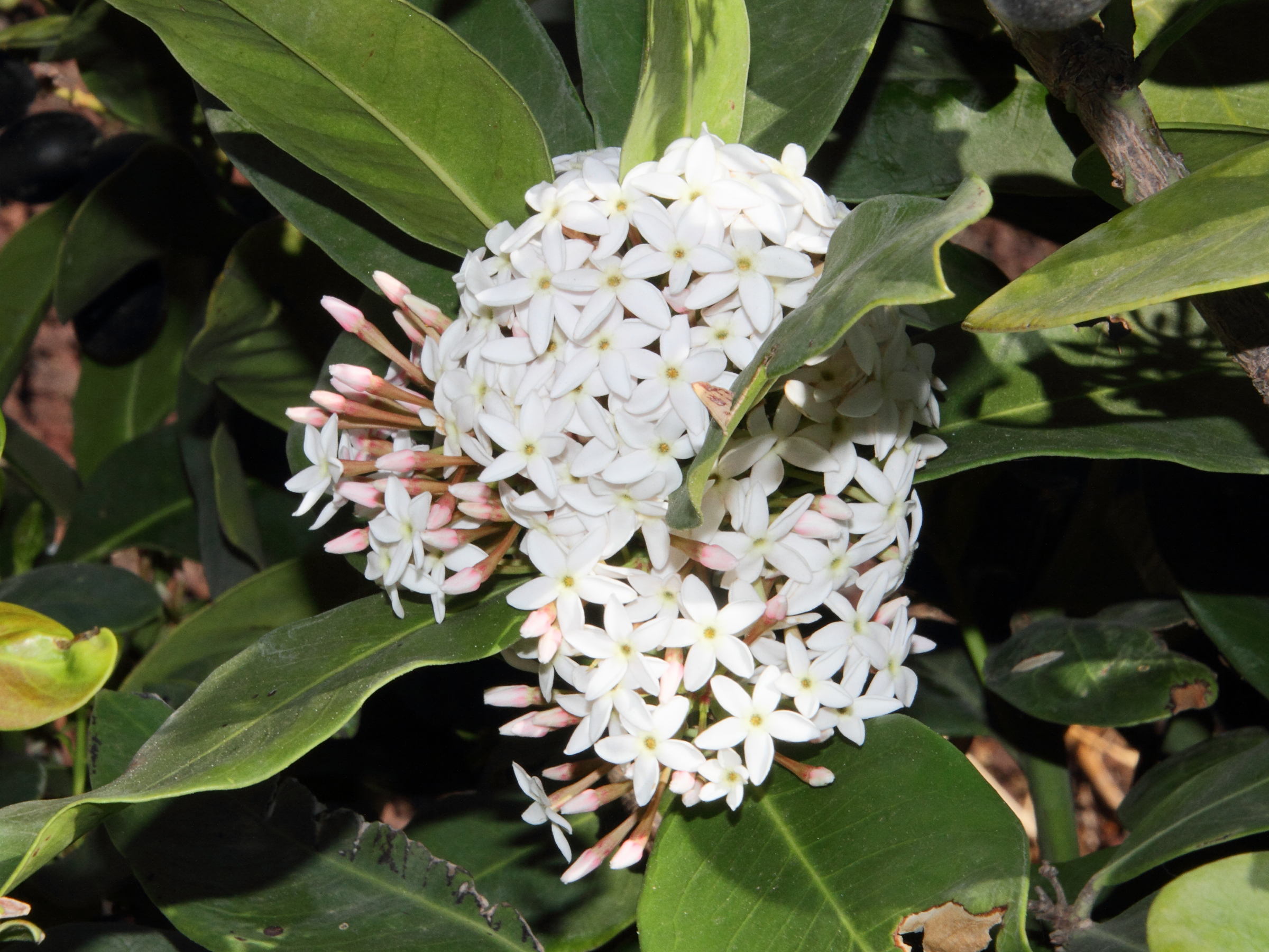 acokanthera_oblongifolia5md