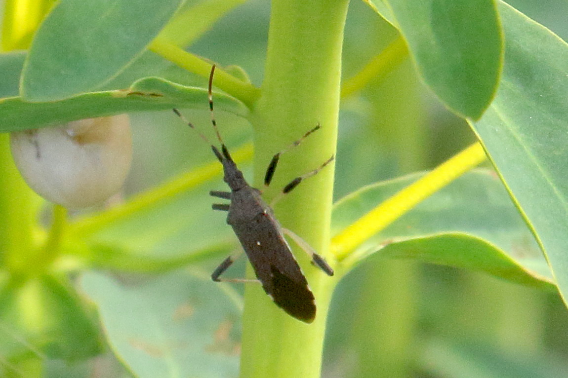 dicranocephalus_medius1bd